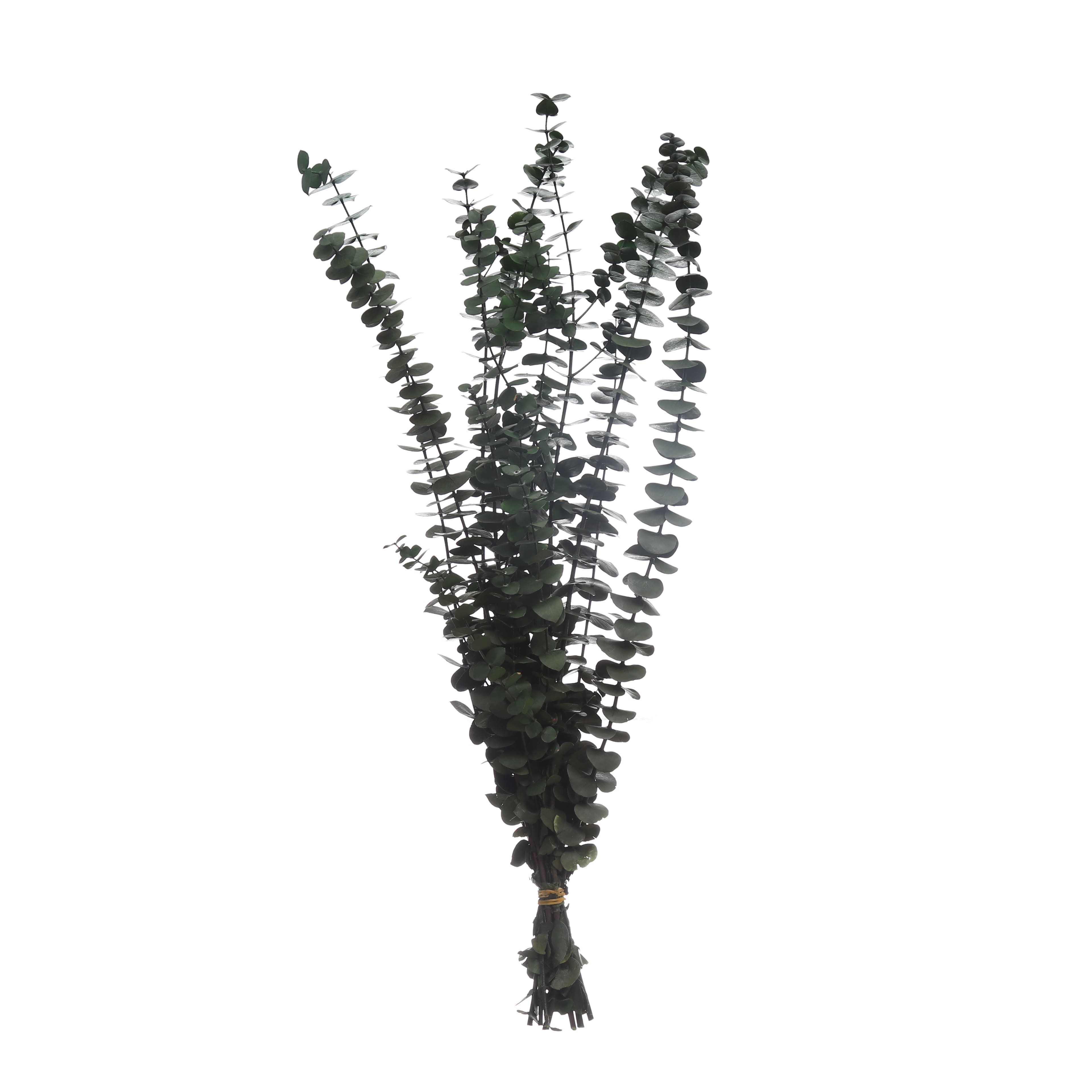 24 Pack: Dark Green Dried Eucalyptus Bundle by Ashland®