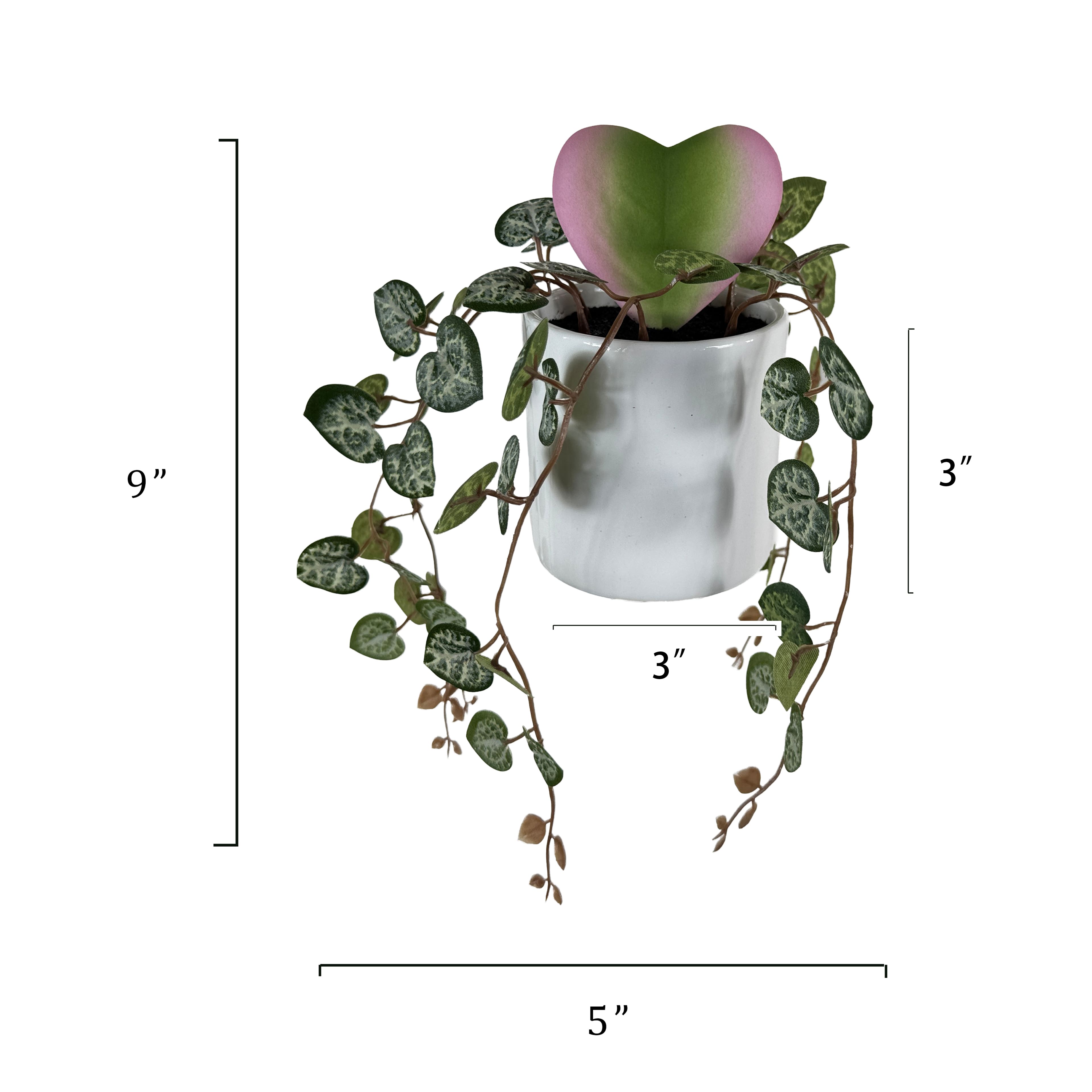 Plante hoya &#xE0; feuilles en forme de c&#x153;ur dans un pot blanc de 22,9 cm d&#x2019;Ashland