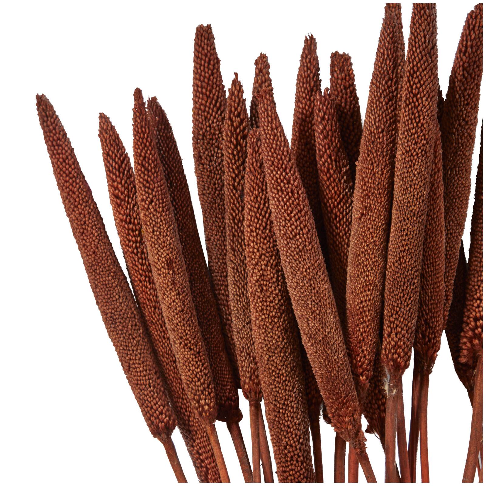 Dried Plant Bunny Tail Natural Foliage with Long Stems