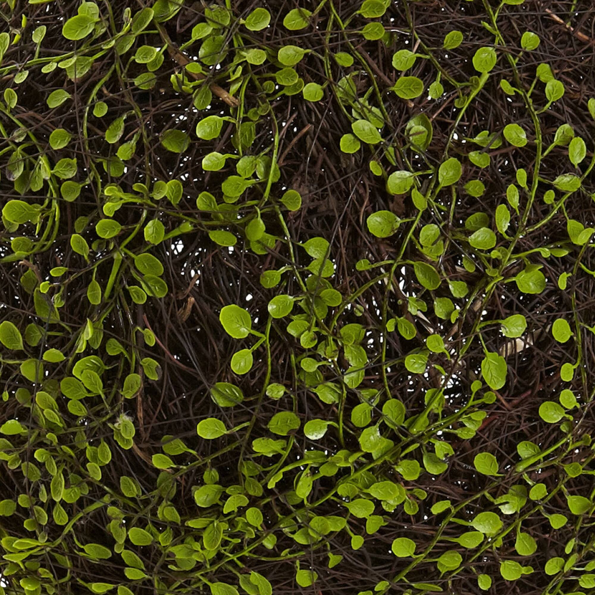 Wire Vine Bush
