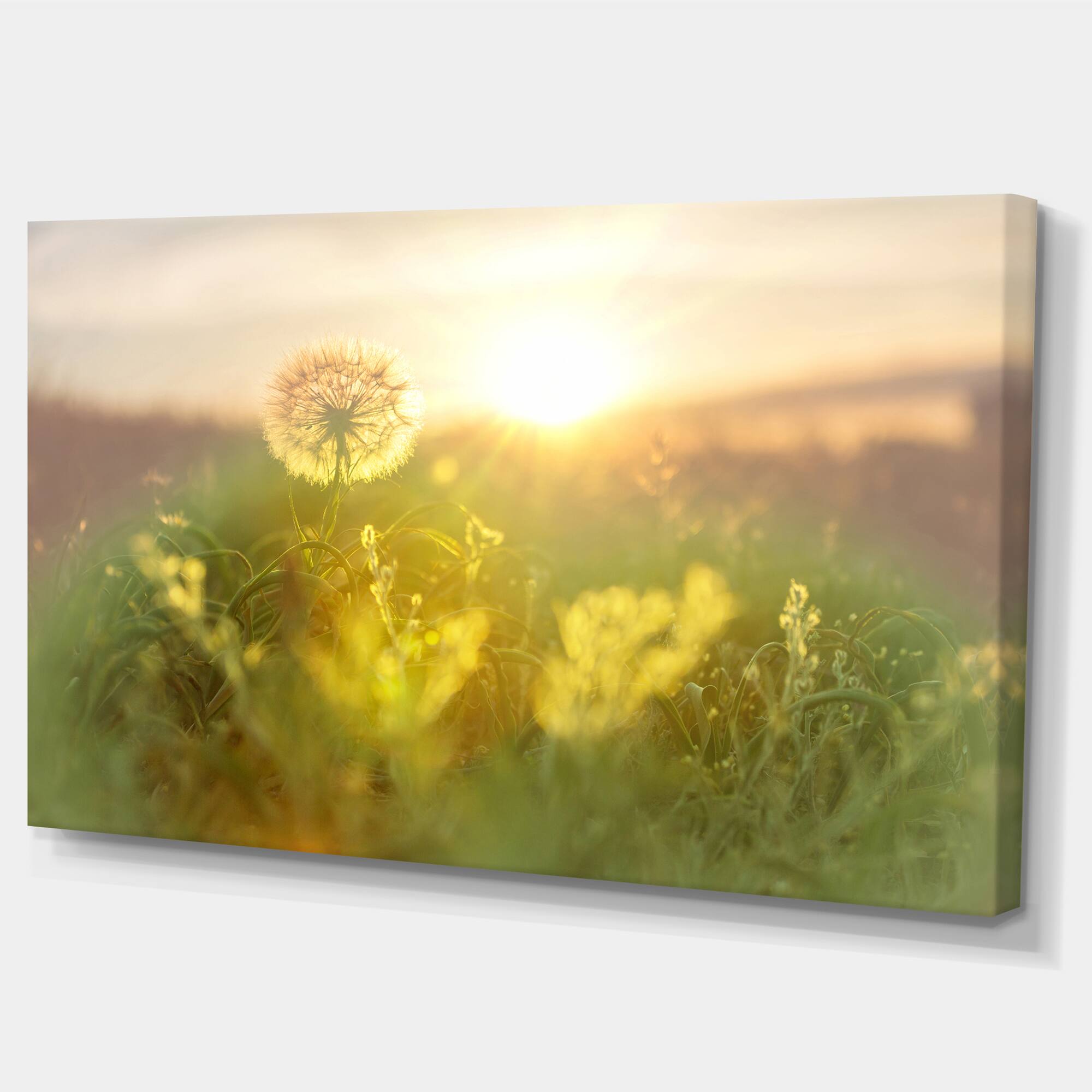 Designart - Dandelion Blooming Flower in Field - Floral Canvas Art Print