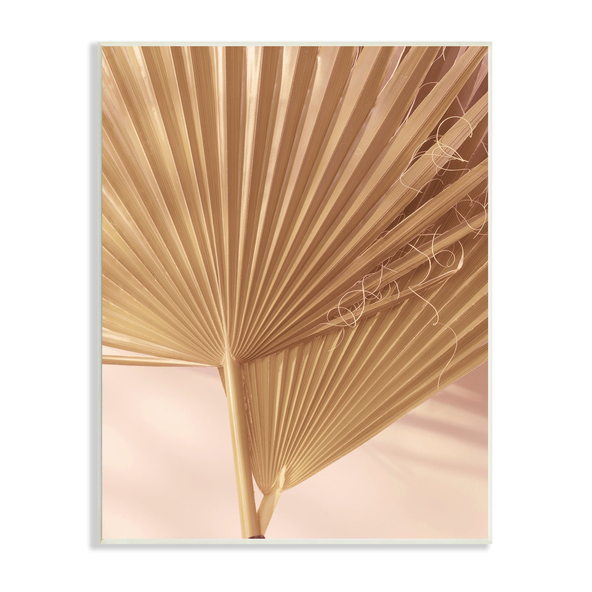 Stupell Industries Two Palm Fronds Sun Bleached Photography Tropical Plants Wall Plaque