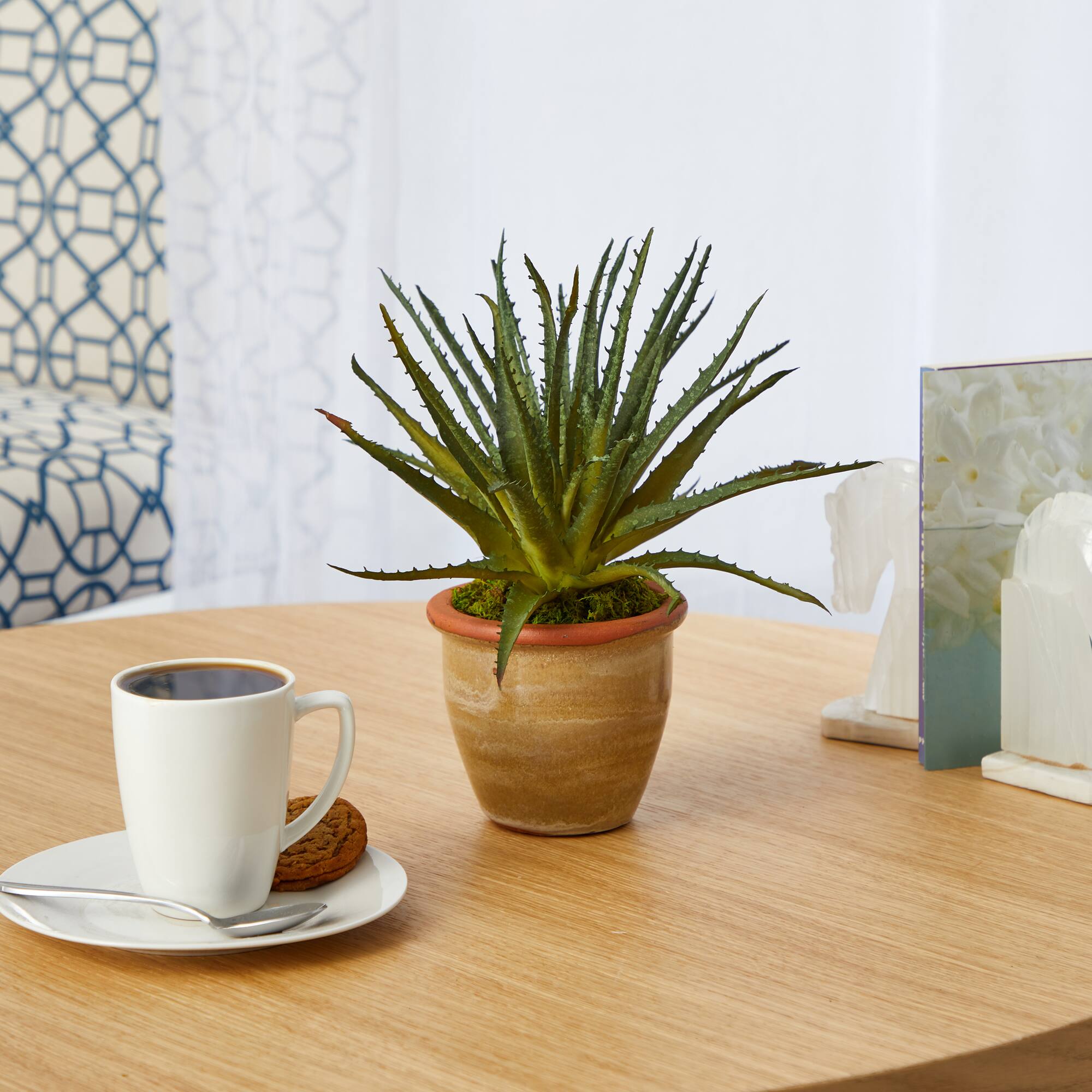 11&#x22; Aloe Plant in Ceramic Planter