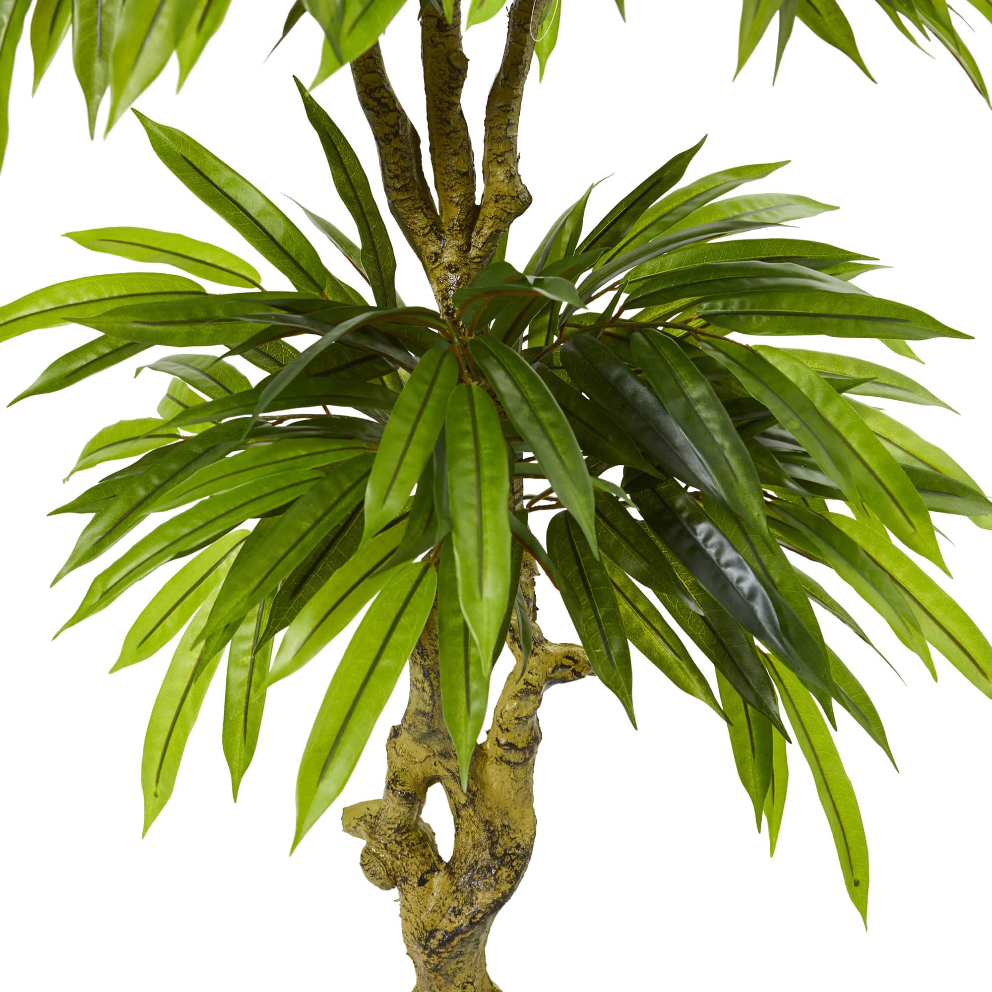 4.5ft. Potted Mango Tree