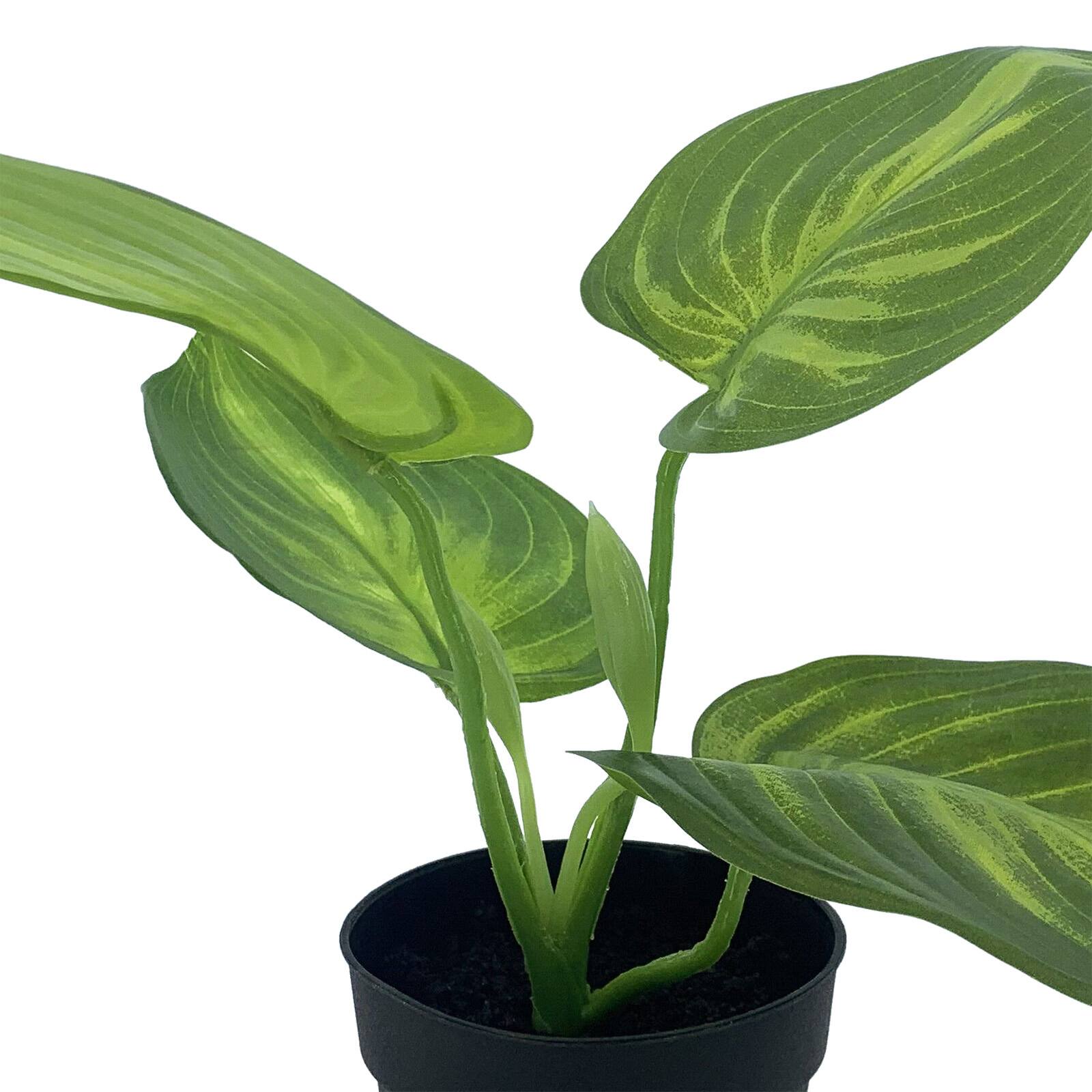 12" Potted Hosta Plant by Ashland®