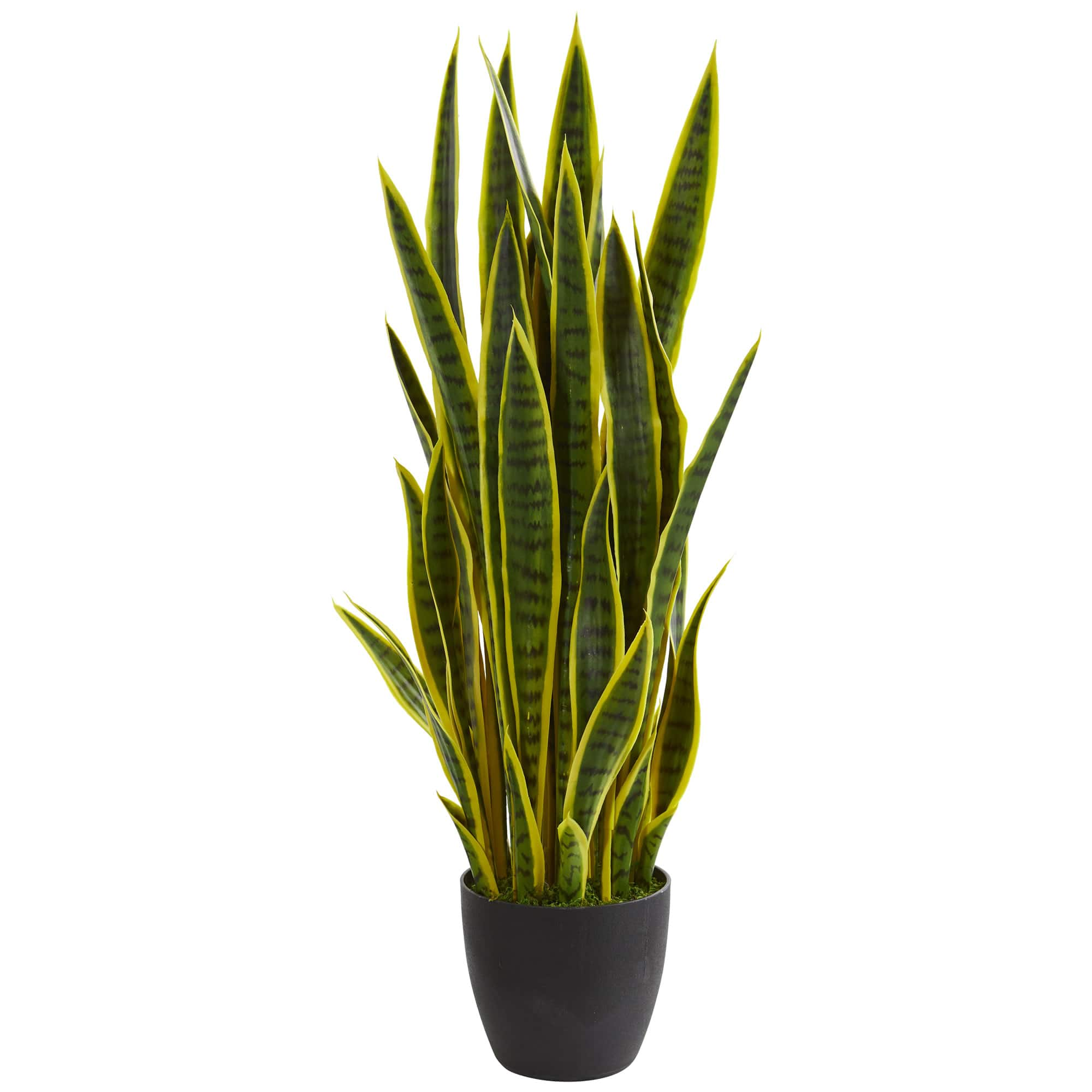 What Does Yellow Snake Plant Mean