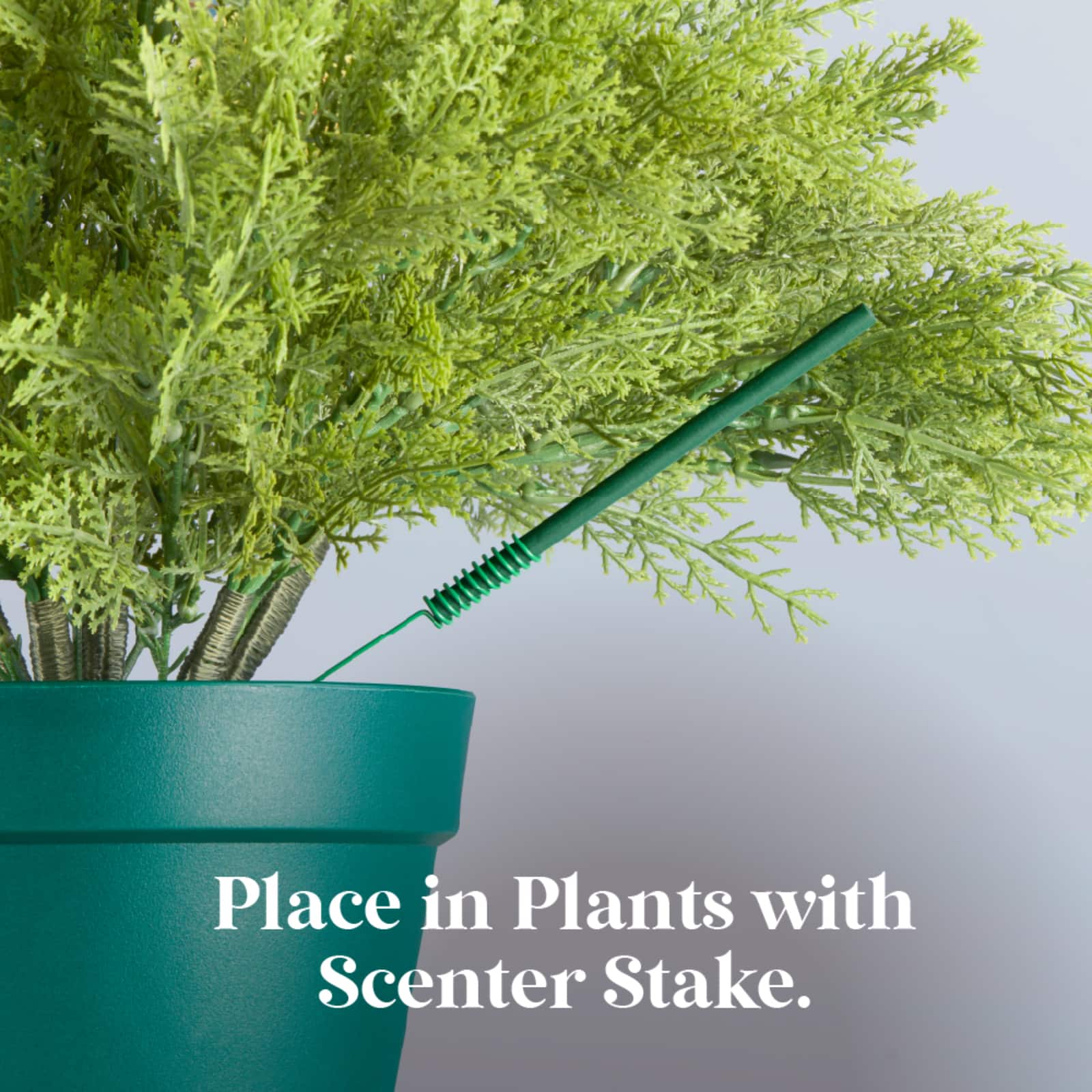 Scentsicles Scented Ornament Stick White Winter Fir, Snowberry Pine and Icicles on Spruce Sticks, 3 Pack of 6