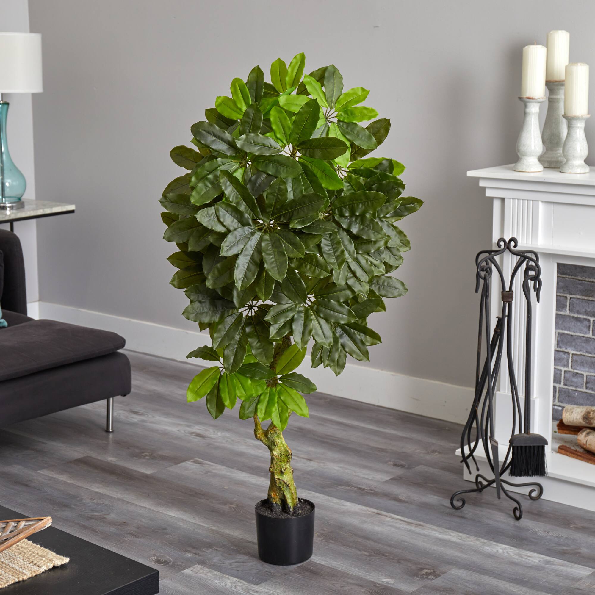 5ft. Potted Schefflera Tree