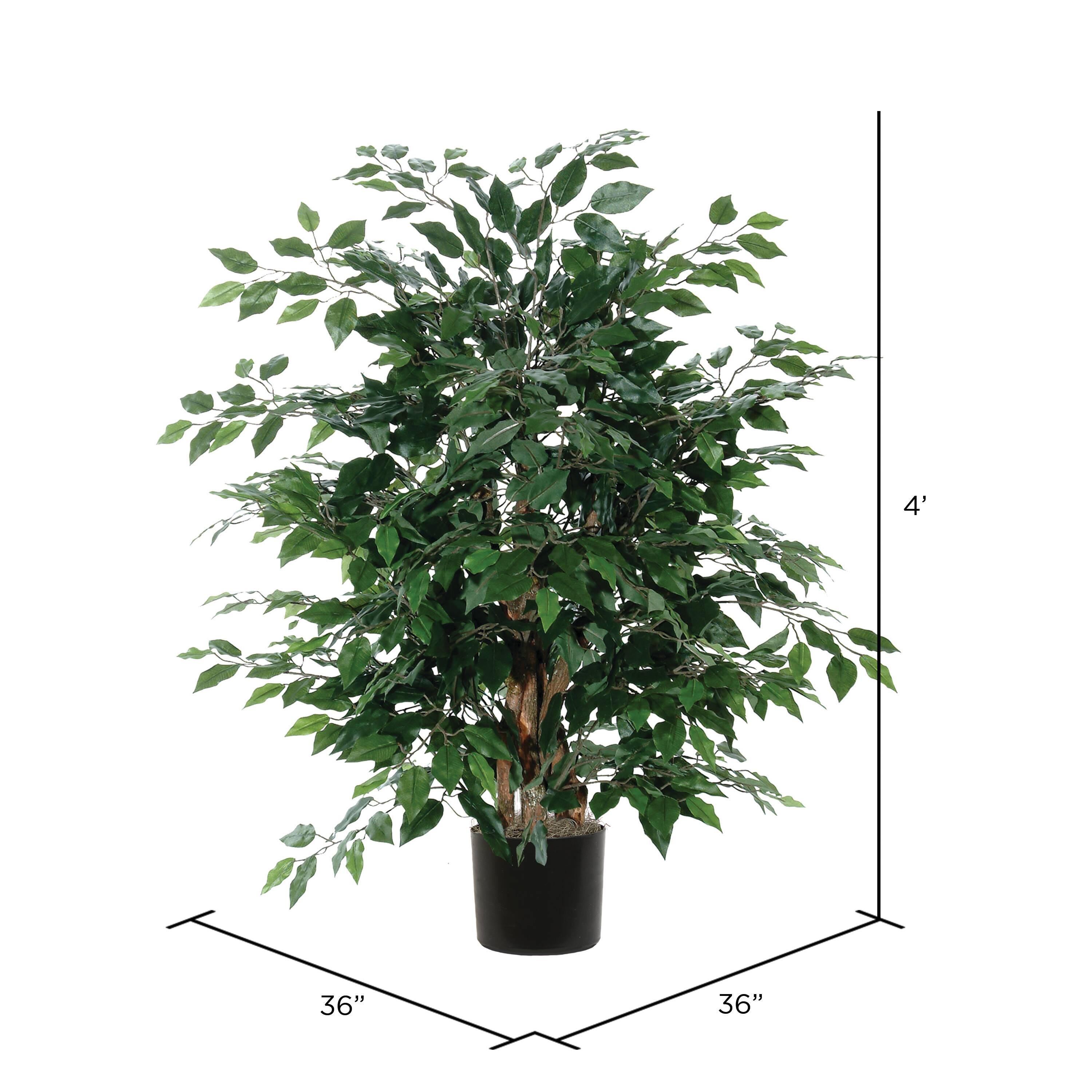 4ft. Potted Lush Green Ficus Bush