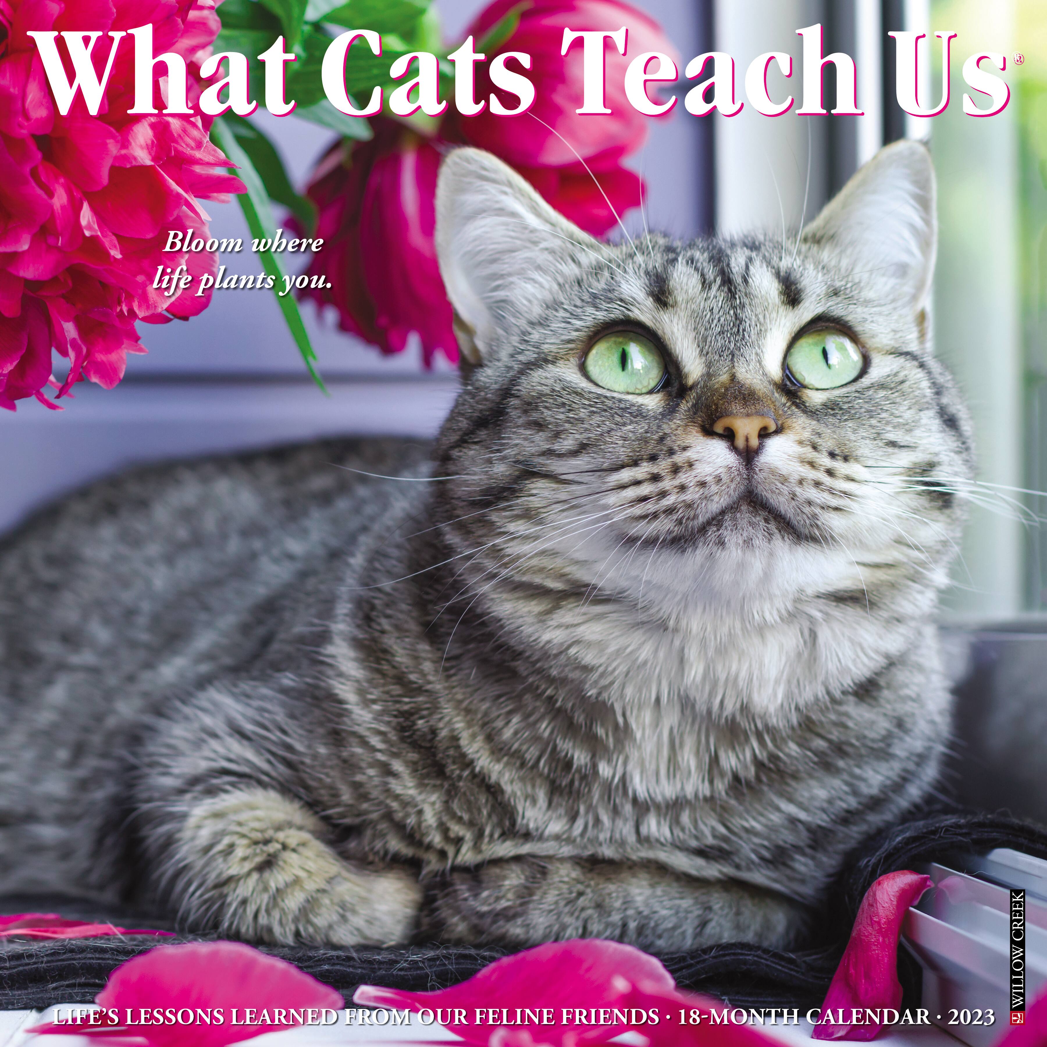 2023 What Cats Teach Us Wall Calendar | Michaels