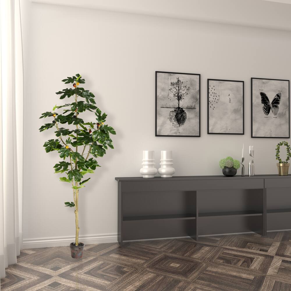 6ft. Potted Fig Tree