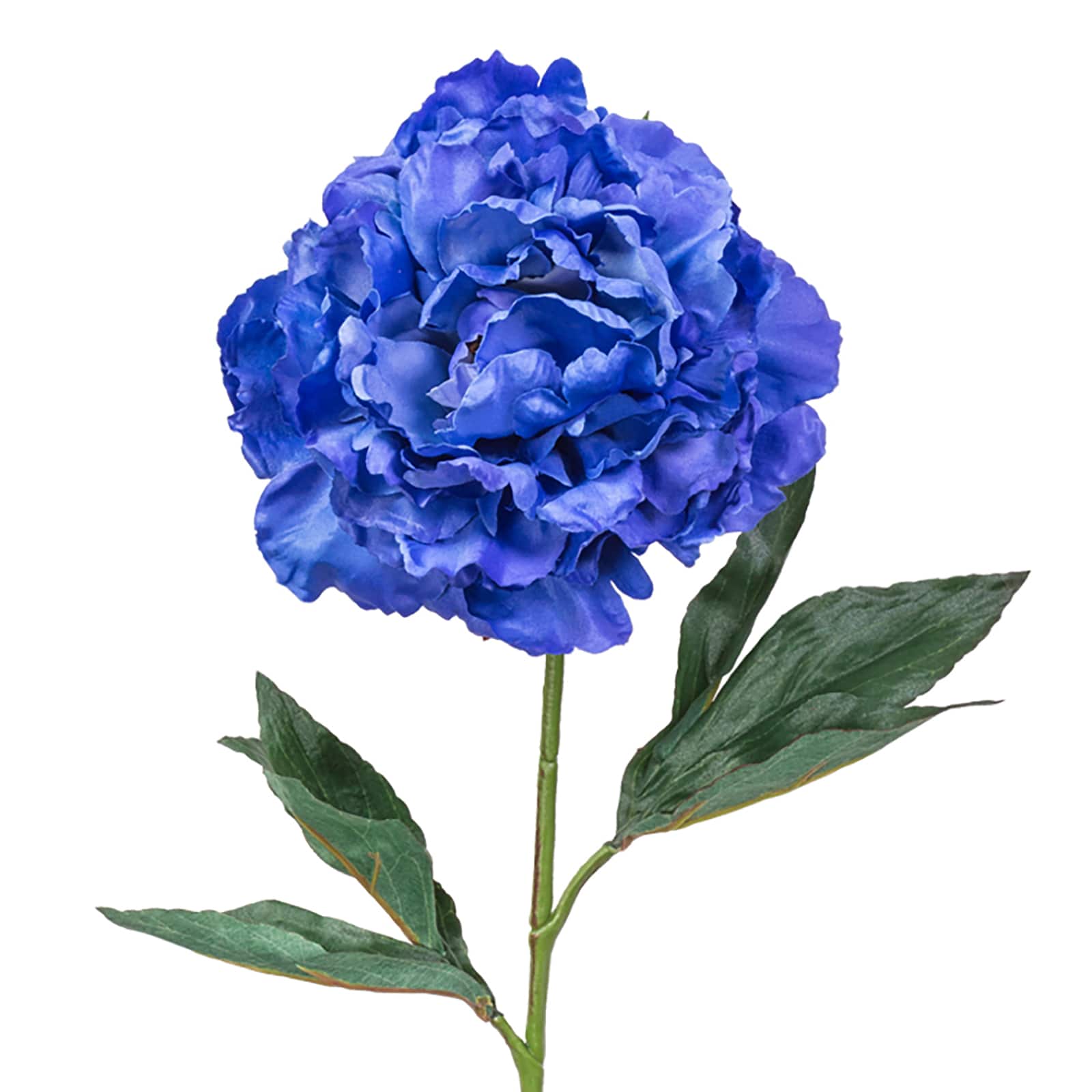 Tige de pivoine bleu marin d&#x27;Ashland