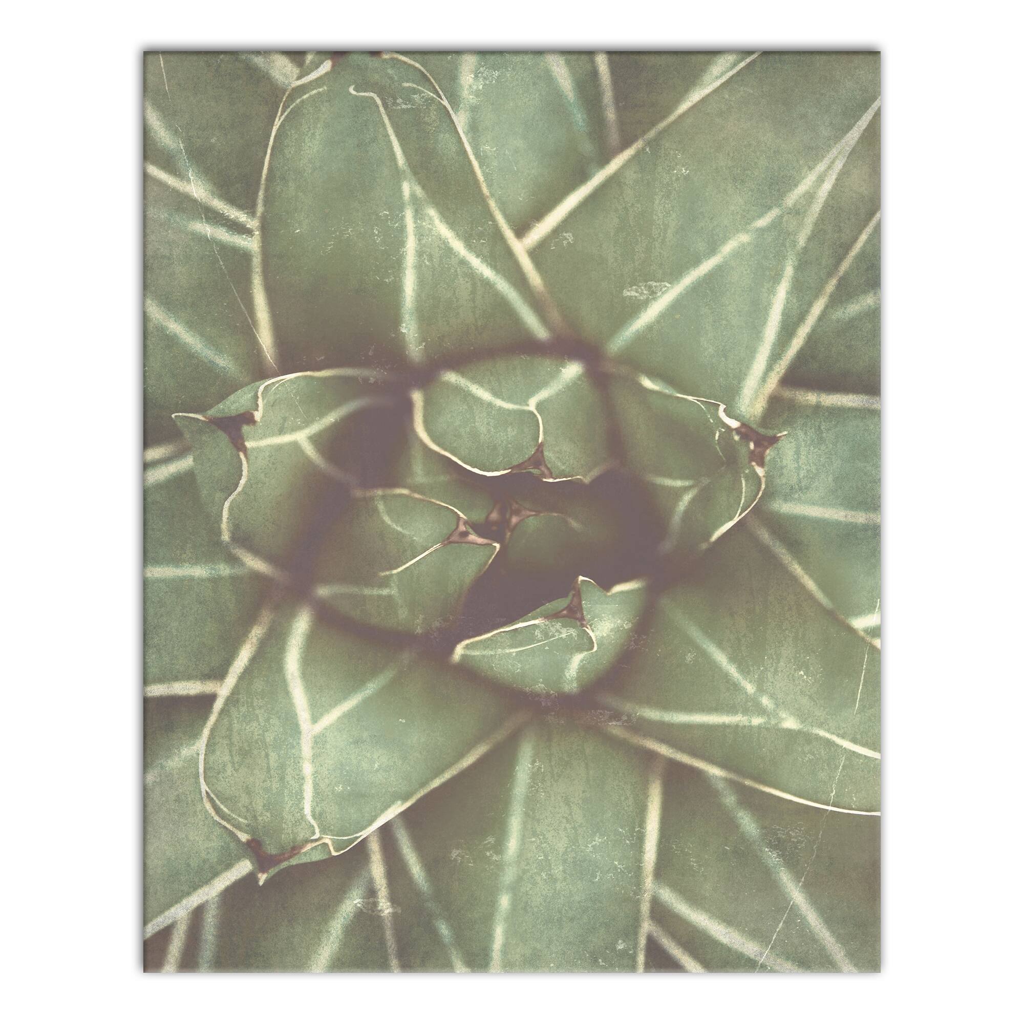 Closeup Succulent 16" x 20" Canvas Wall Art