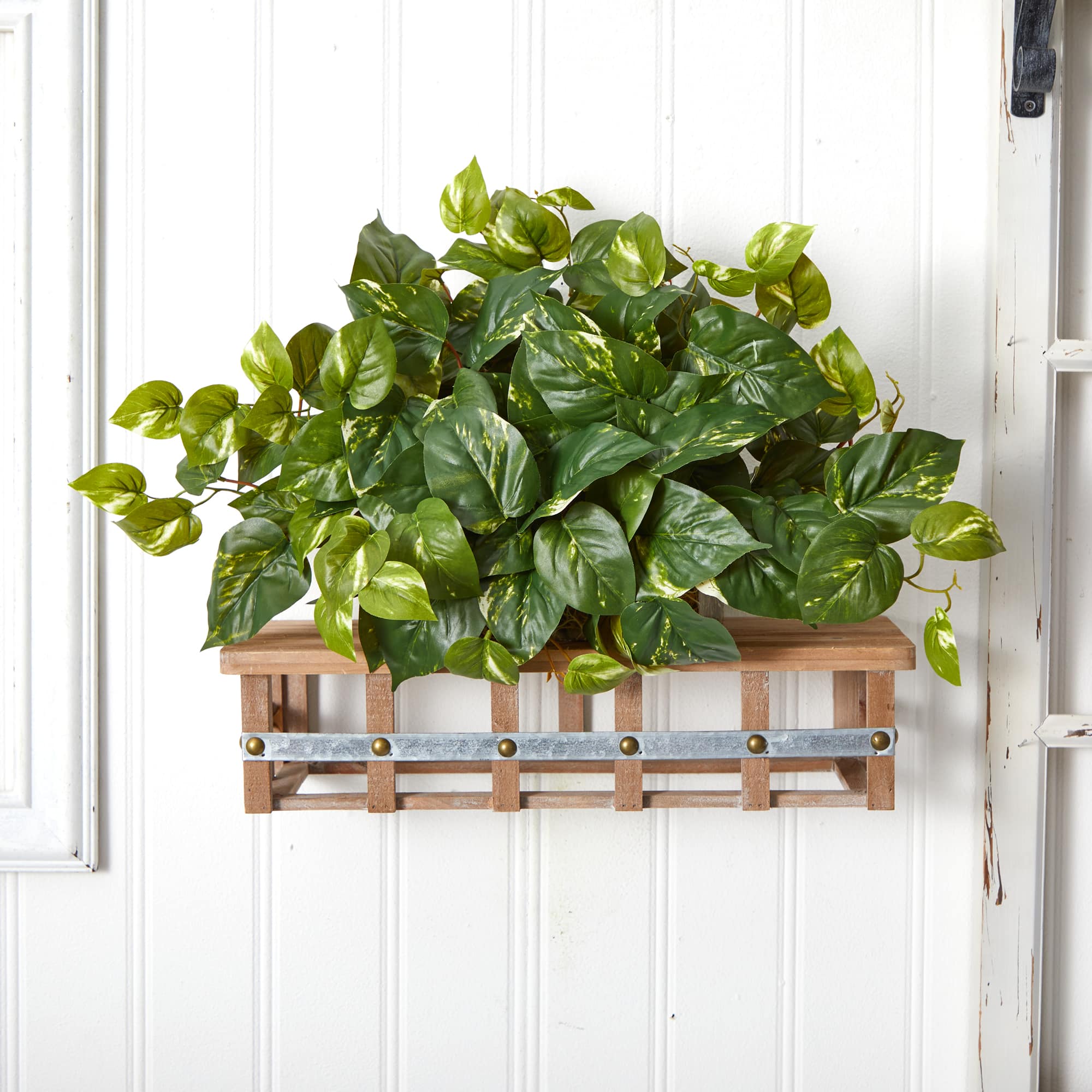 15&#x22; Pothos Ledge Plant