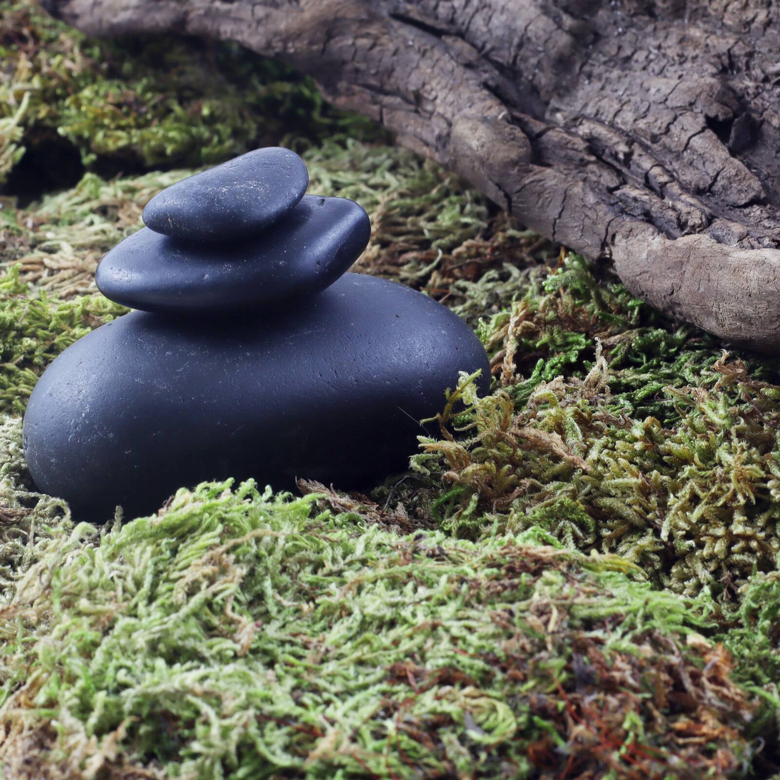 12 Pack: Preserved Forest Moss by Ashland®