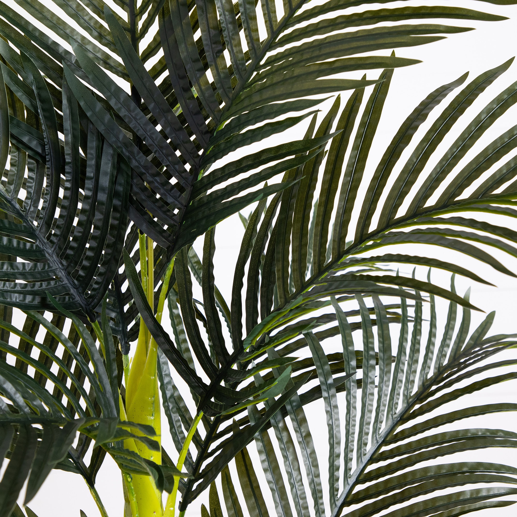 6ft. Potted Double-Stalk Golden Cane Palm Tree