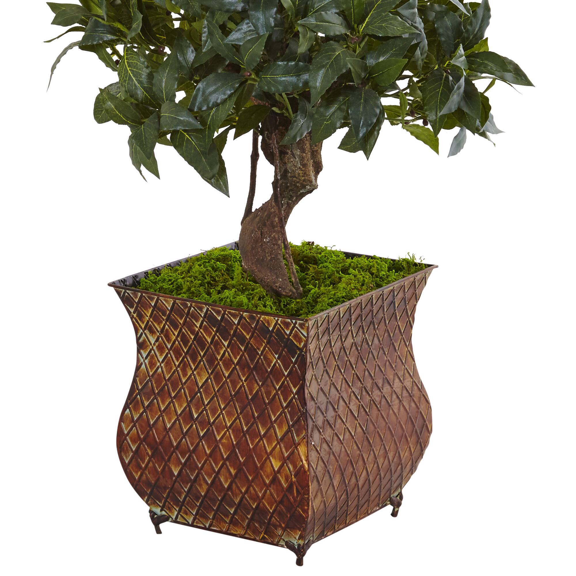 4.5ft. Sweet Bay Magnolia Double Topiary Tree in Metal Planter