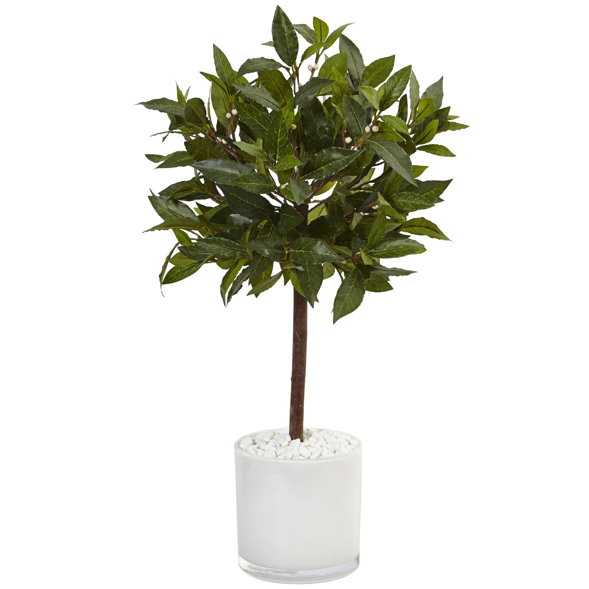 2ft. Bay Laurel Tree in White Glossy Cylinder Planter