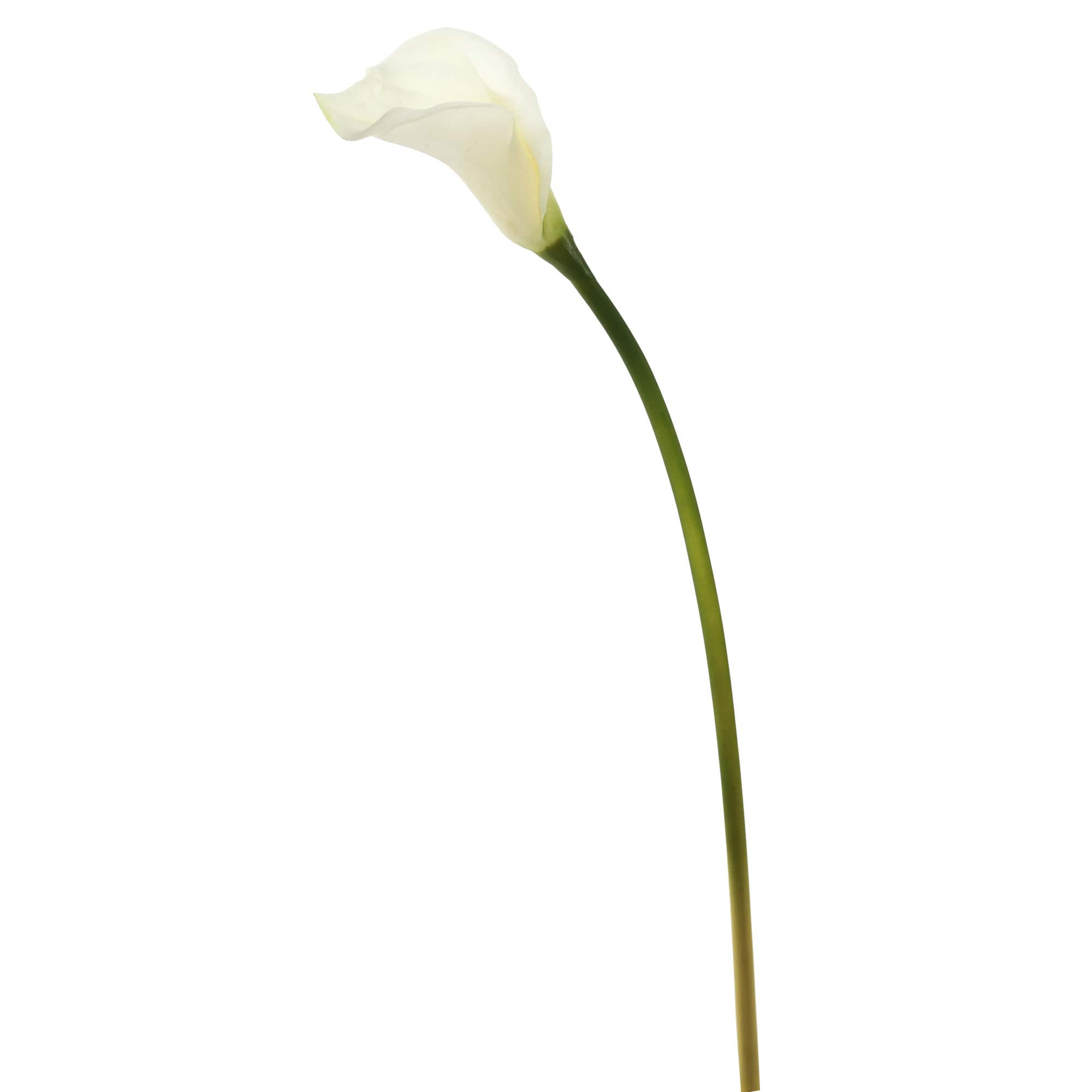 26&#x27;&#x27; Artificial White Calla Lily Stem, 6ct.