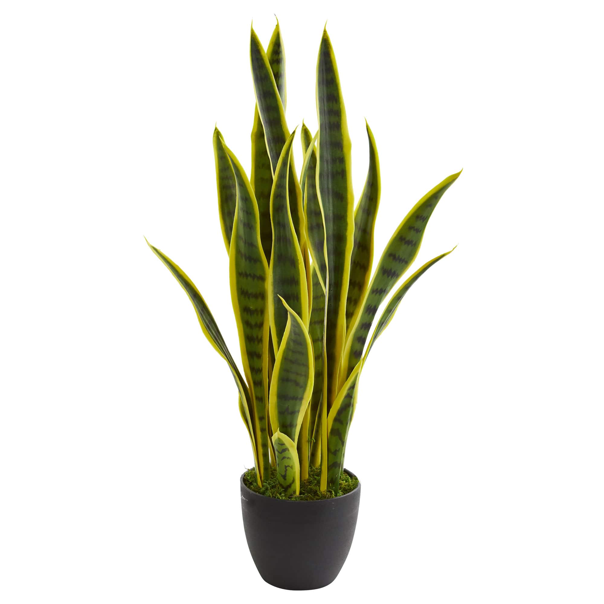 26in Potted Sansevieria Plant Michaels 