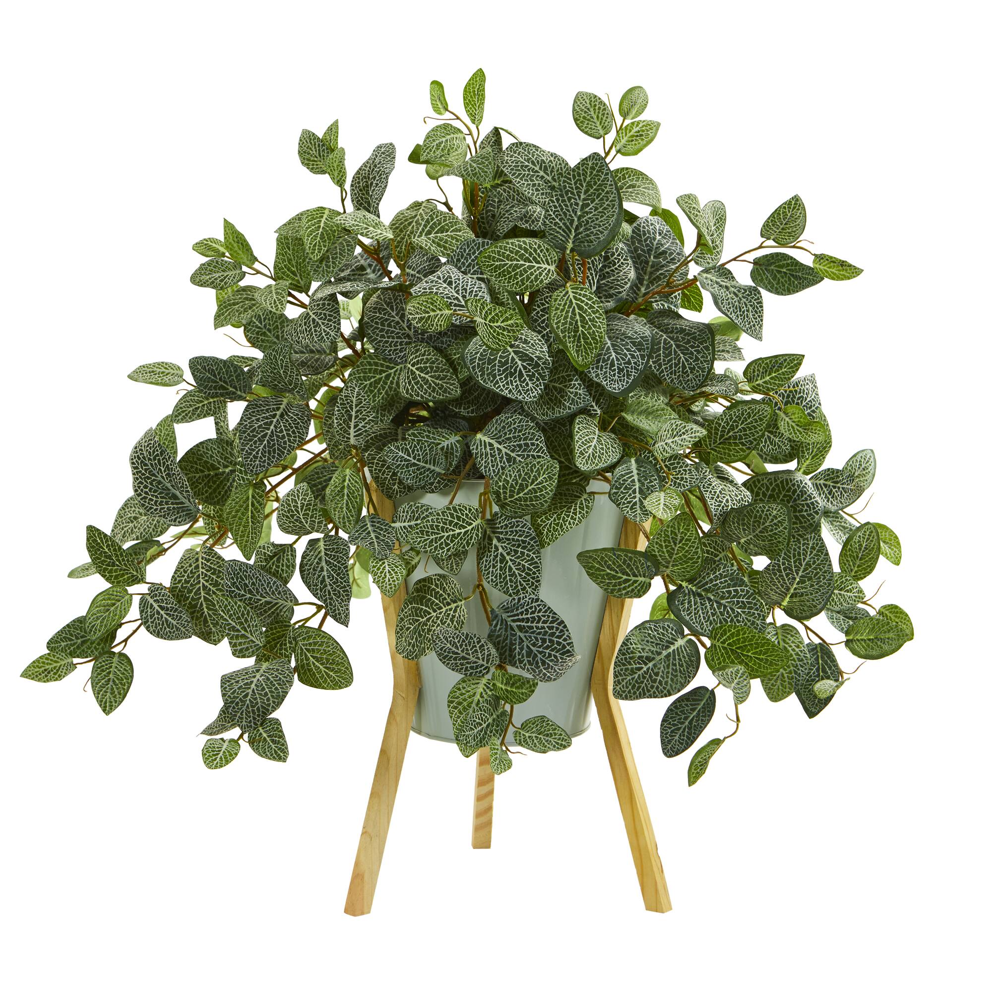 22'' Fittonia Plant in Green Planter with Wooden Legs