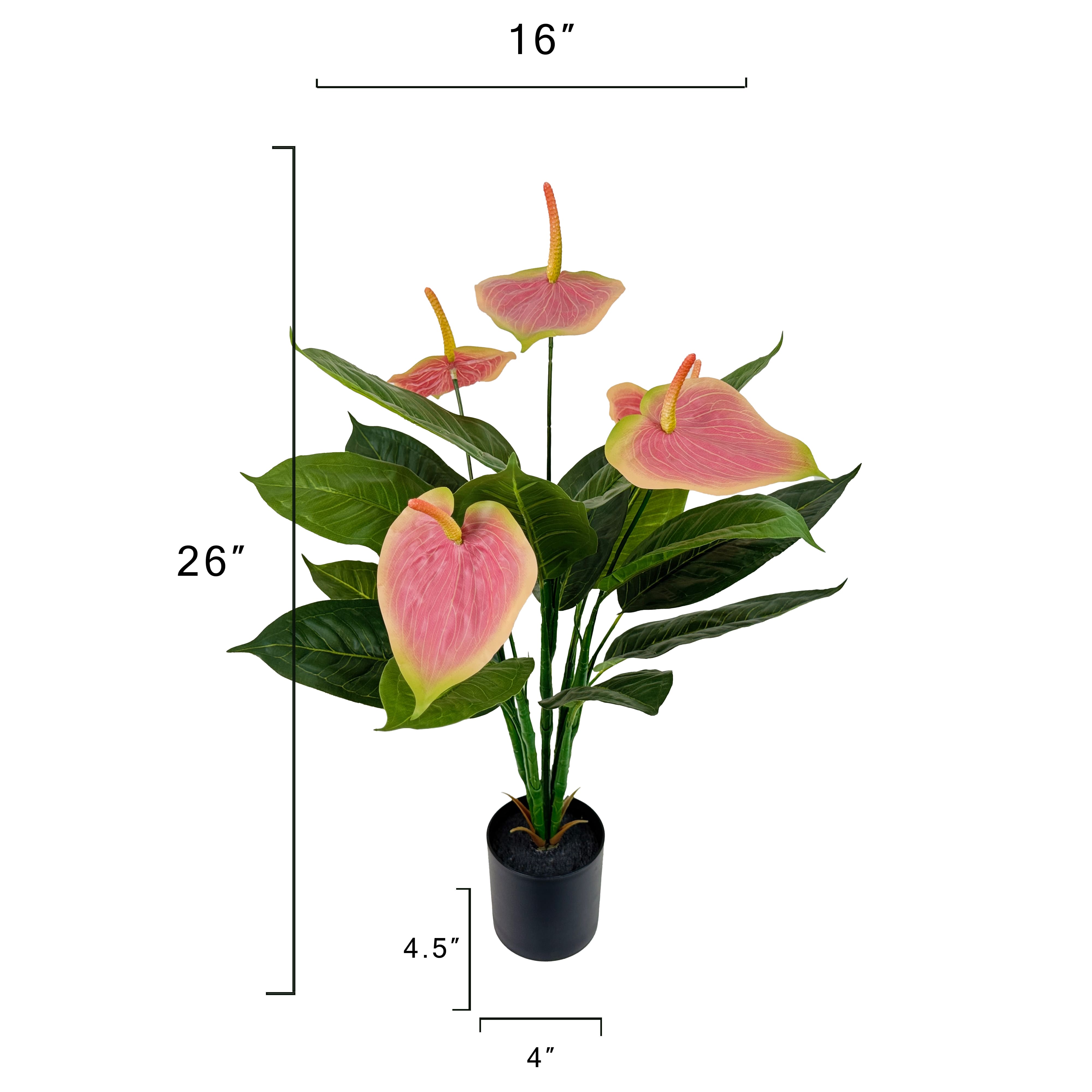 26" Potted Pink Laceleaf Plant by Ashland®