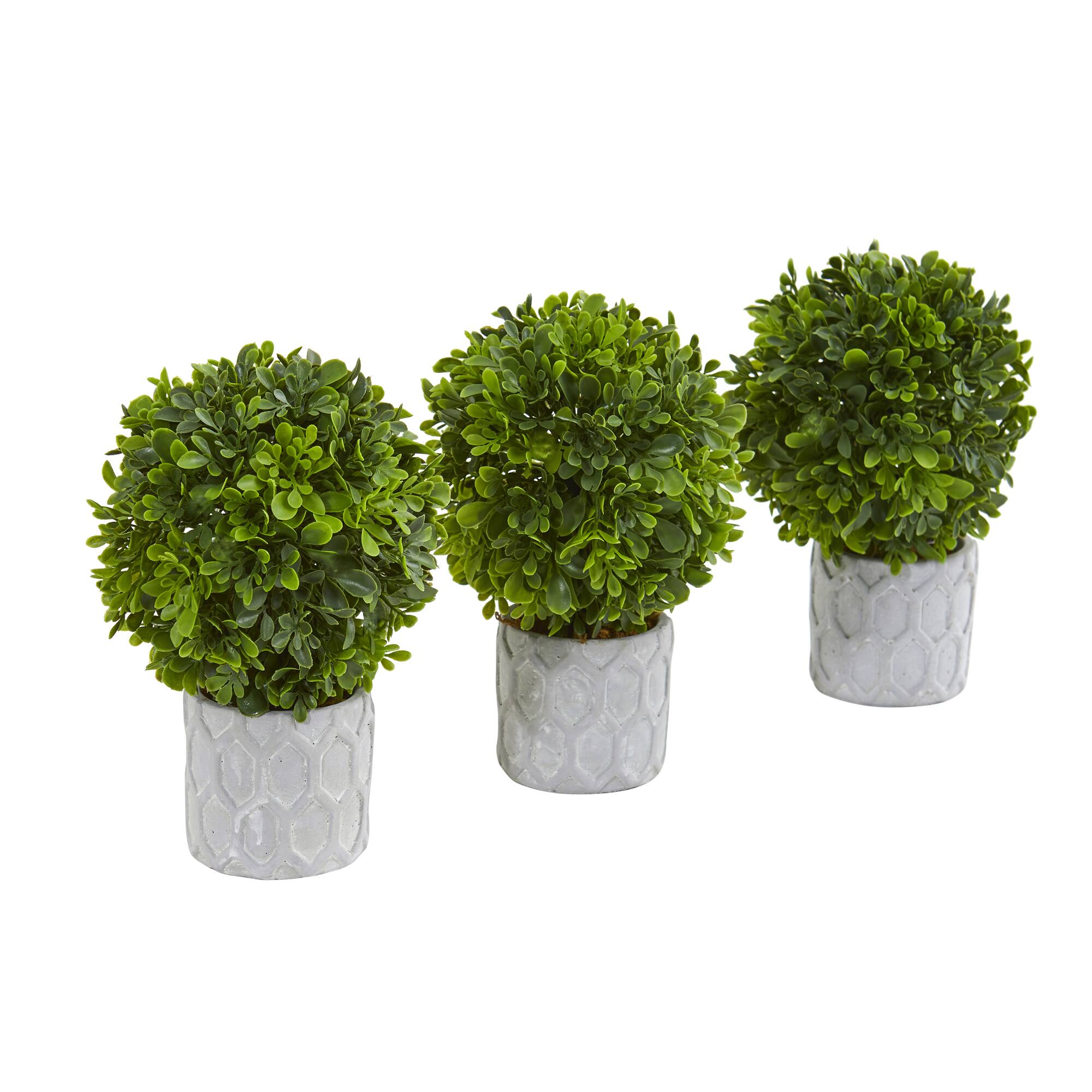 9&#x22; Potted Boxwood Mini Topiary, 3ct.
