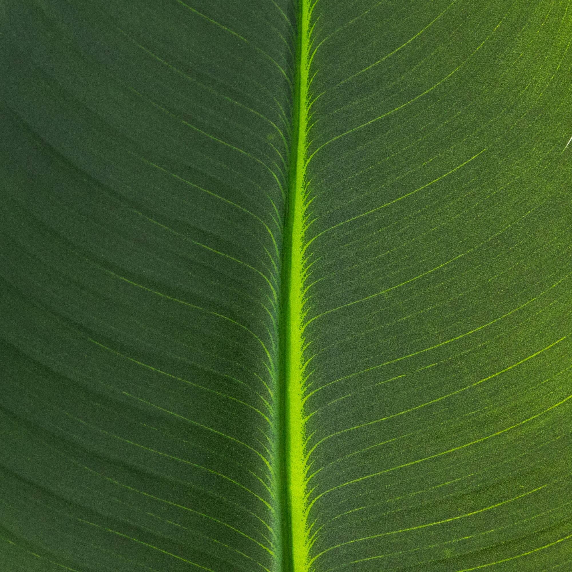 40in. Artificial Travelers Palm Stems - Set of 6