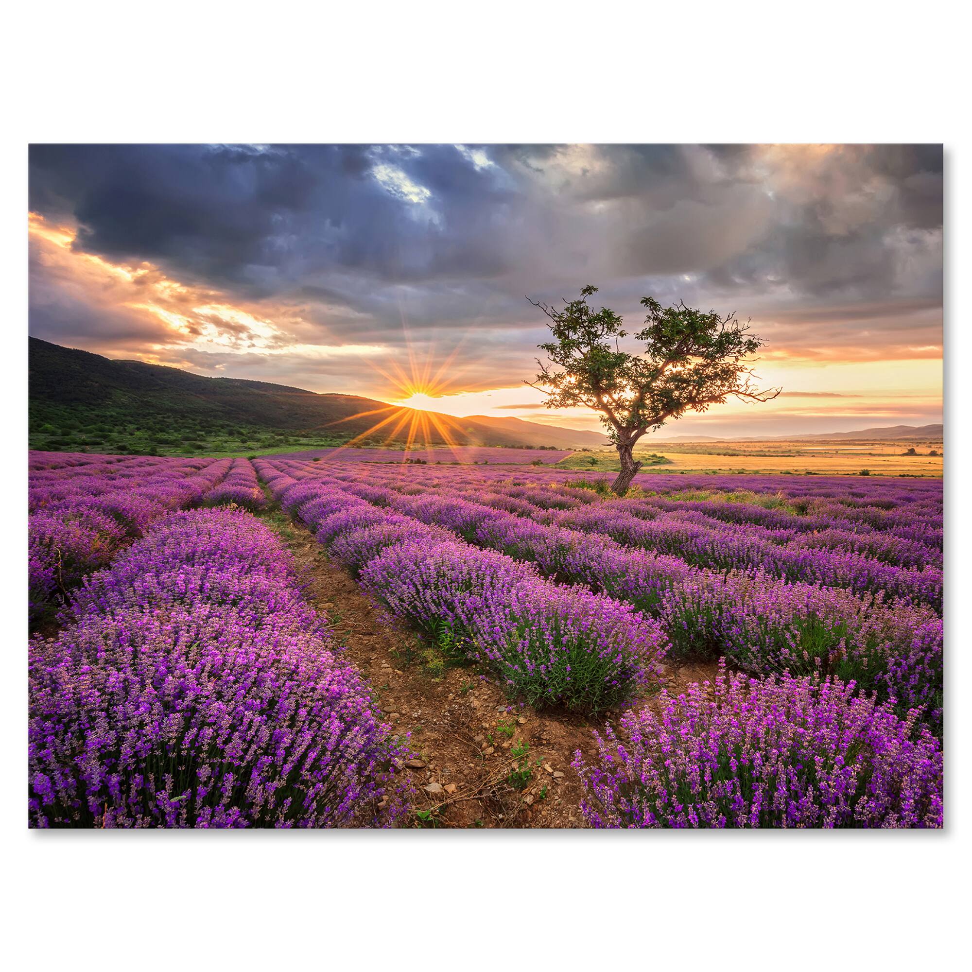 Designart - Sunrise &#x26; Dramatic Clouds Over Lavender Field VIII - Farmhouse Canvas Wall Art Print