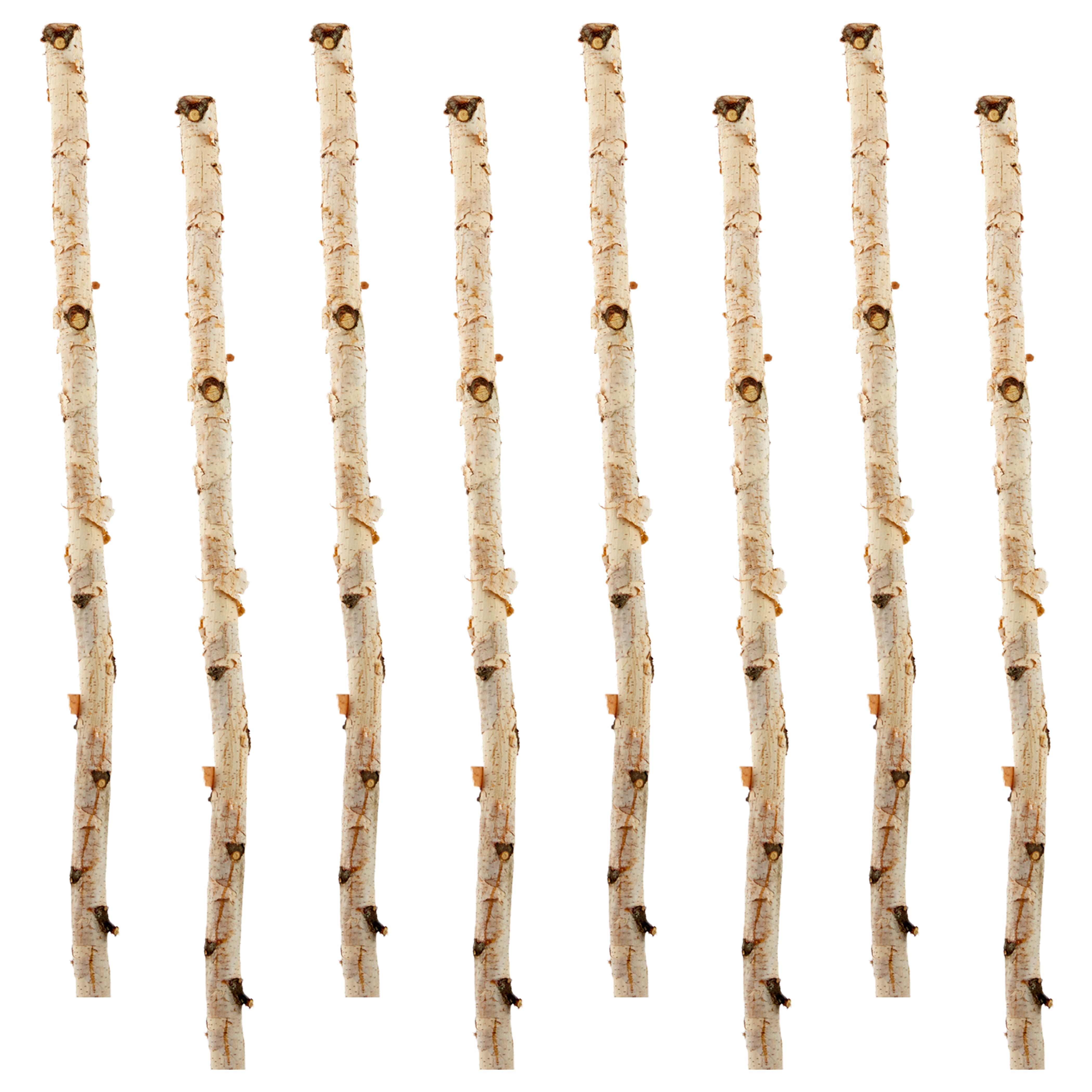 8 Pack: Natural River Birch Branch by Ashland&#xAE;