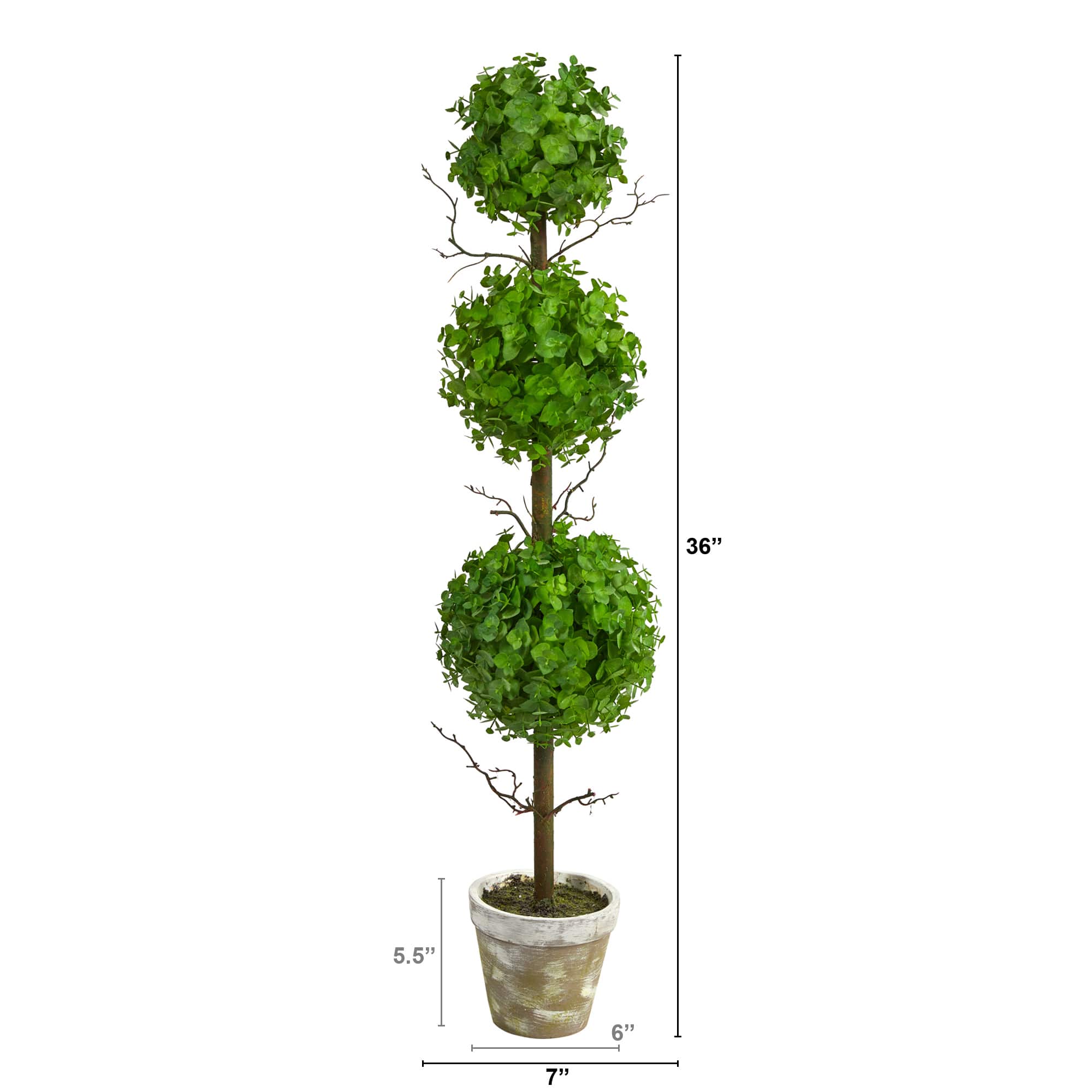 3ft. Potted Eucalyptus Triple Ball Topiary Tree
