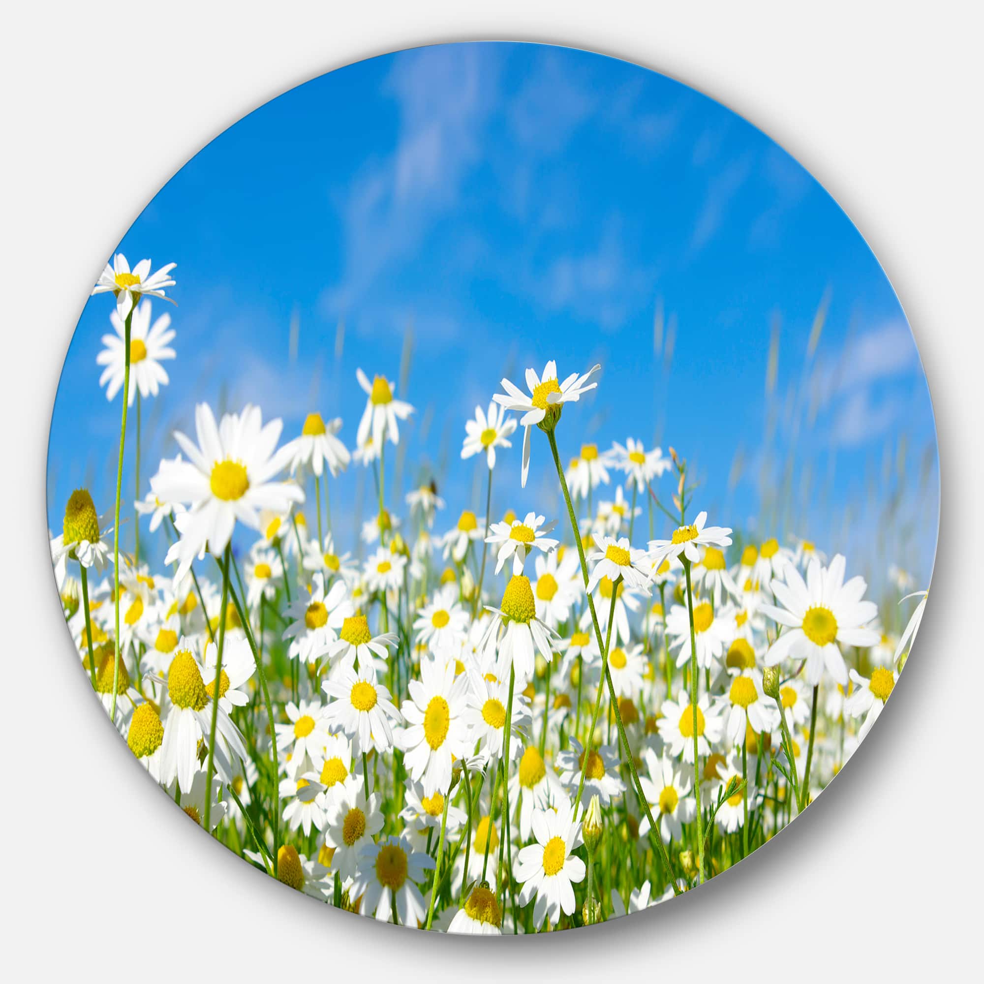 Designart - White Daisies under Bright Blue Sky&#x27; Disc Floral Circle Metal Wall Decor