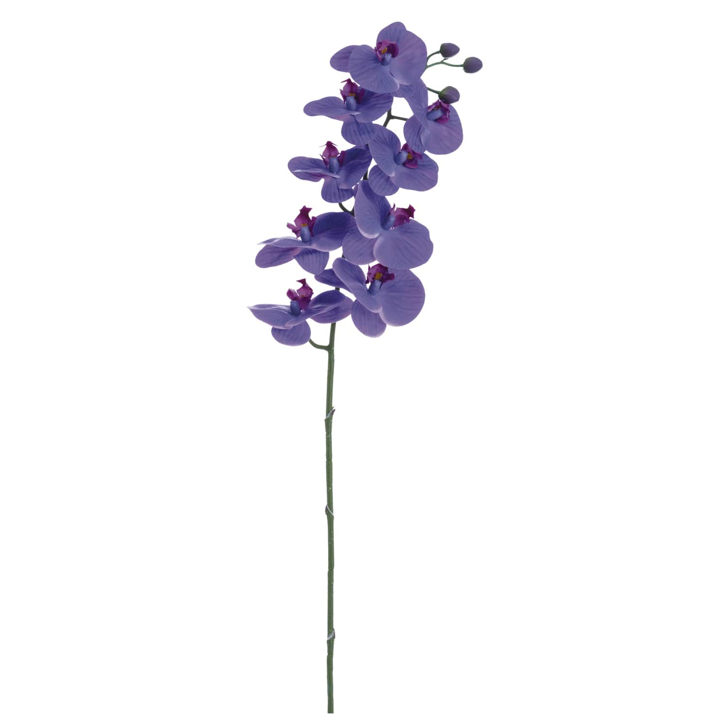 Purple Phalaenopsis Orchid Spray