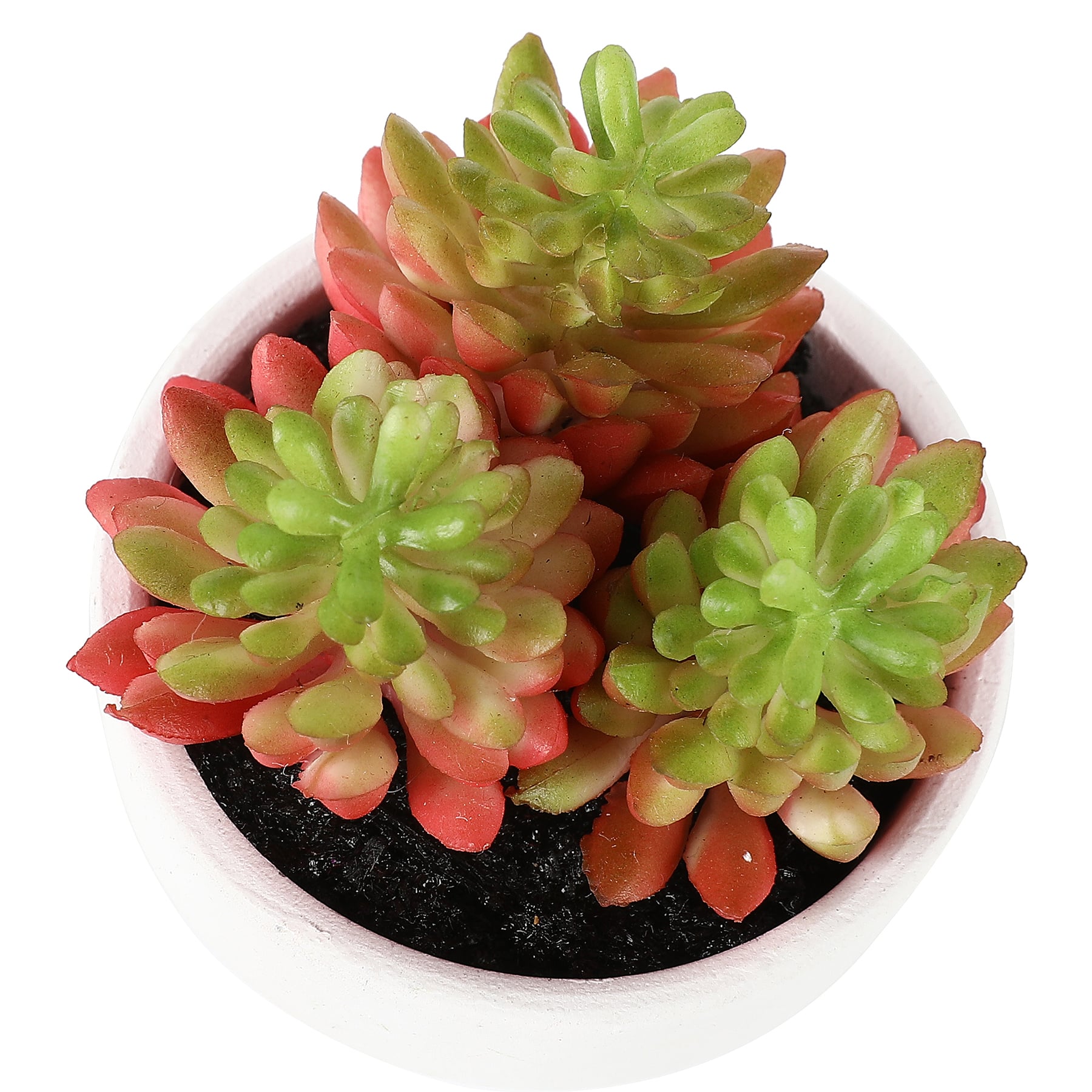 3.5&#x22; Potted Pink Succulent by Ashland&#xAE;