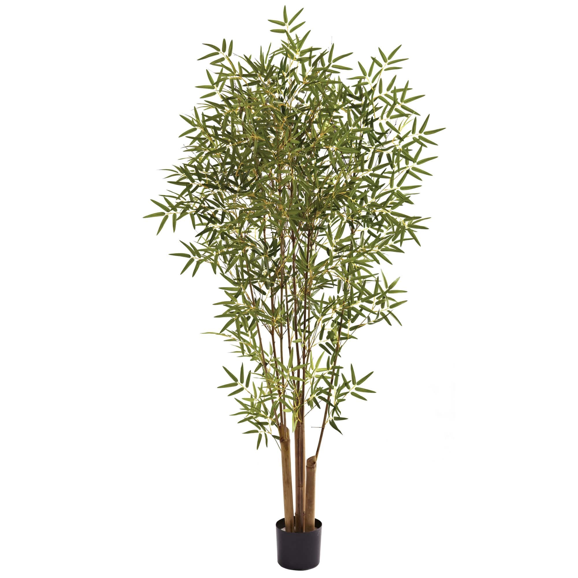 6ft. Potted Japanese Bamboo Tree