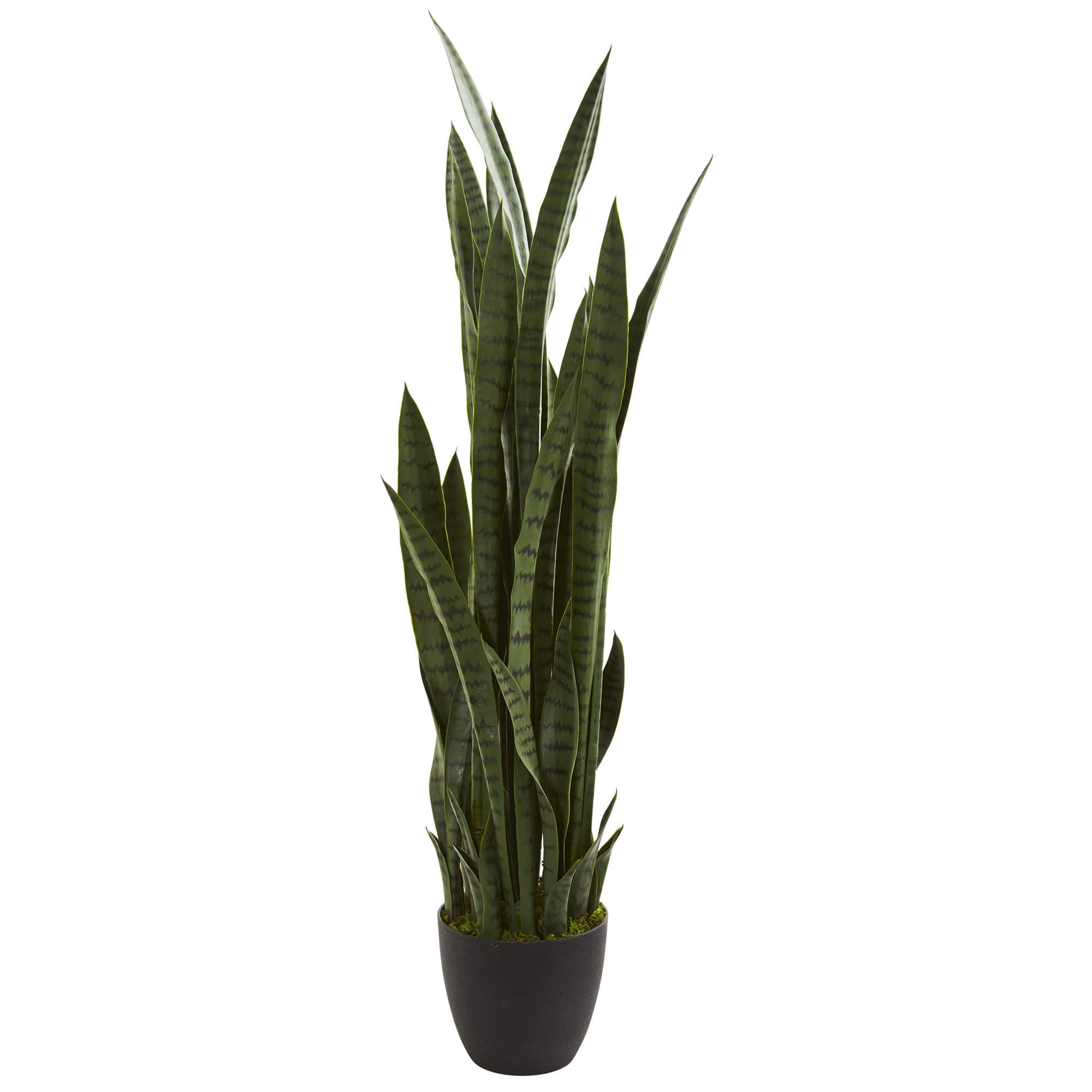 3.5ft. Potted Snake Plant