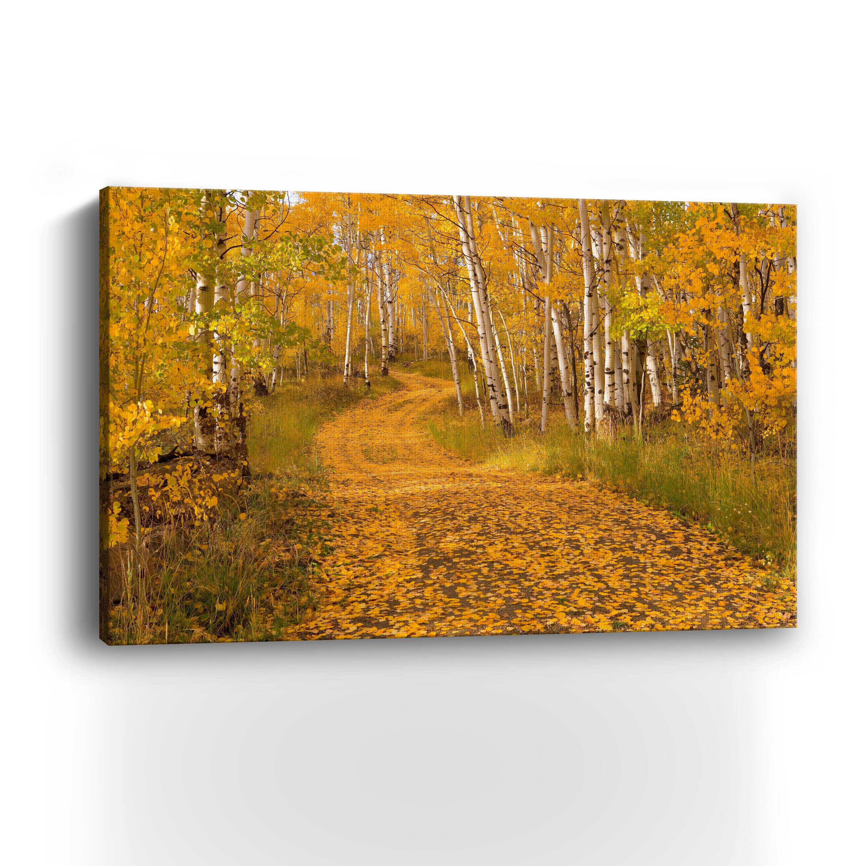 Aspen Tree Trunks Canvas Giclee