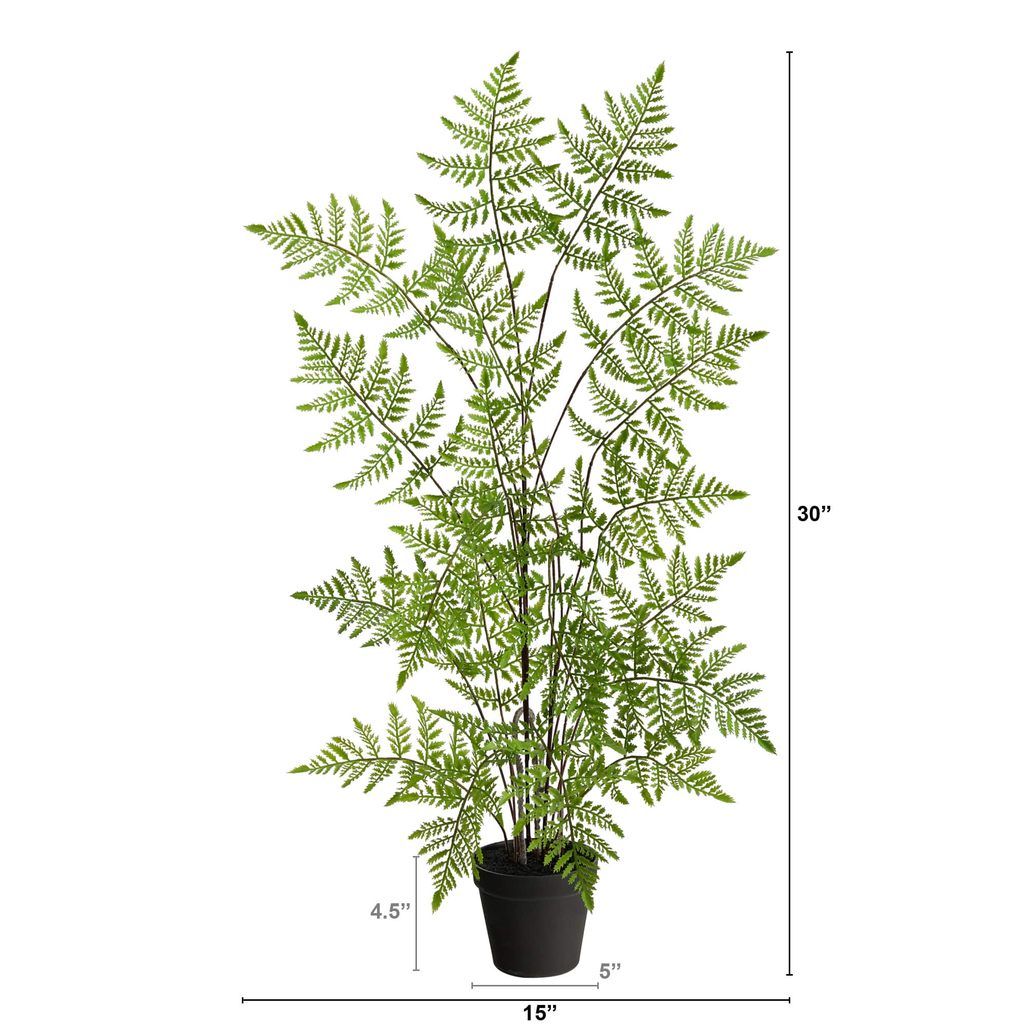 2.5ft. Potted Ruffle Fern Tree