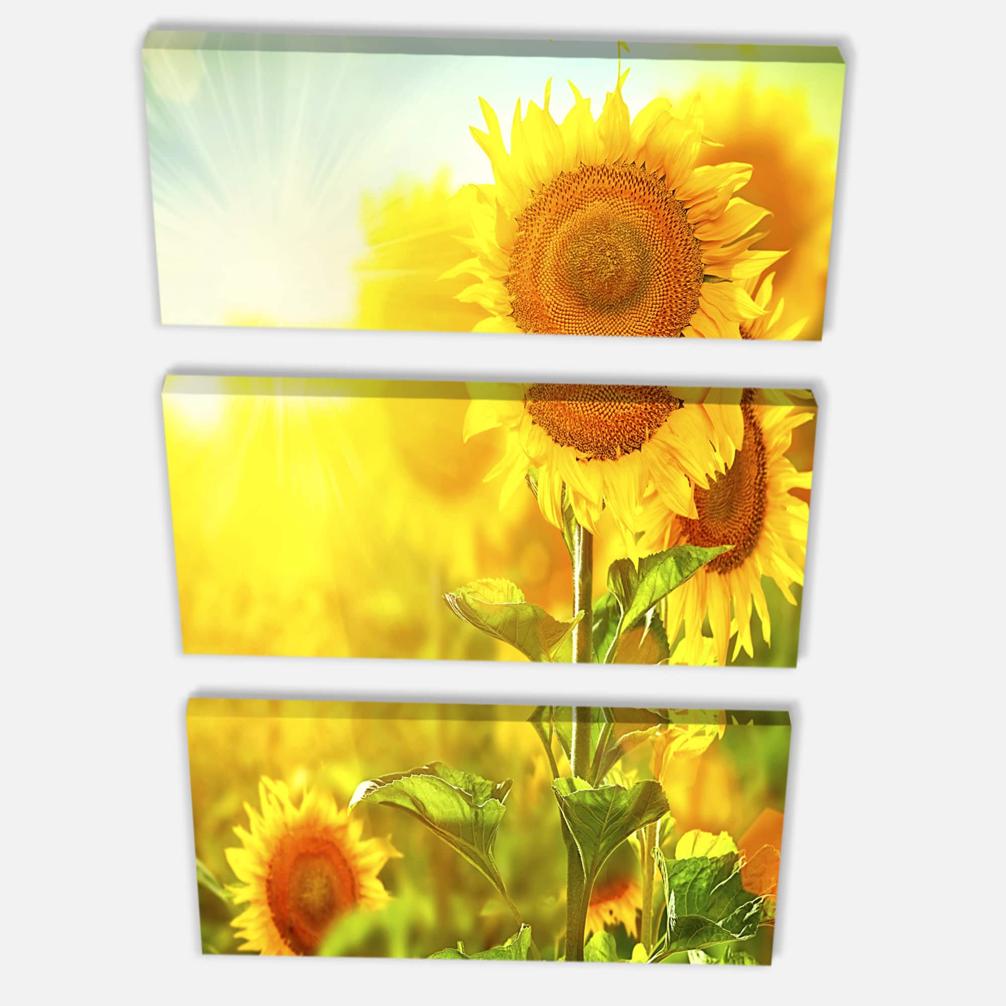 Designart - Bright Sunflowers Blooming on Field - Large Animal Canvas Art Print