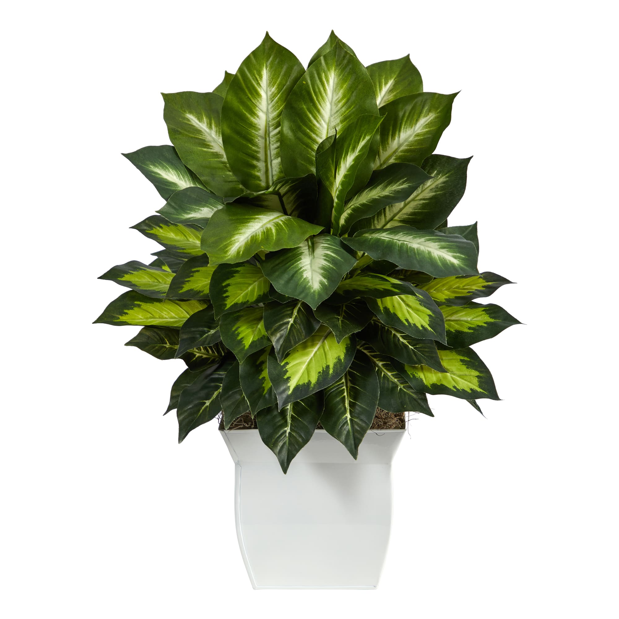 2ft. Golden Dumb Cane in Decorative White Metal Planter