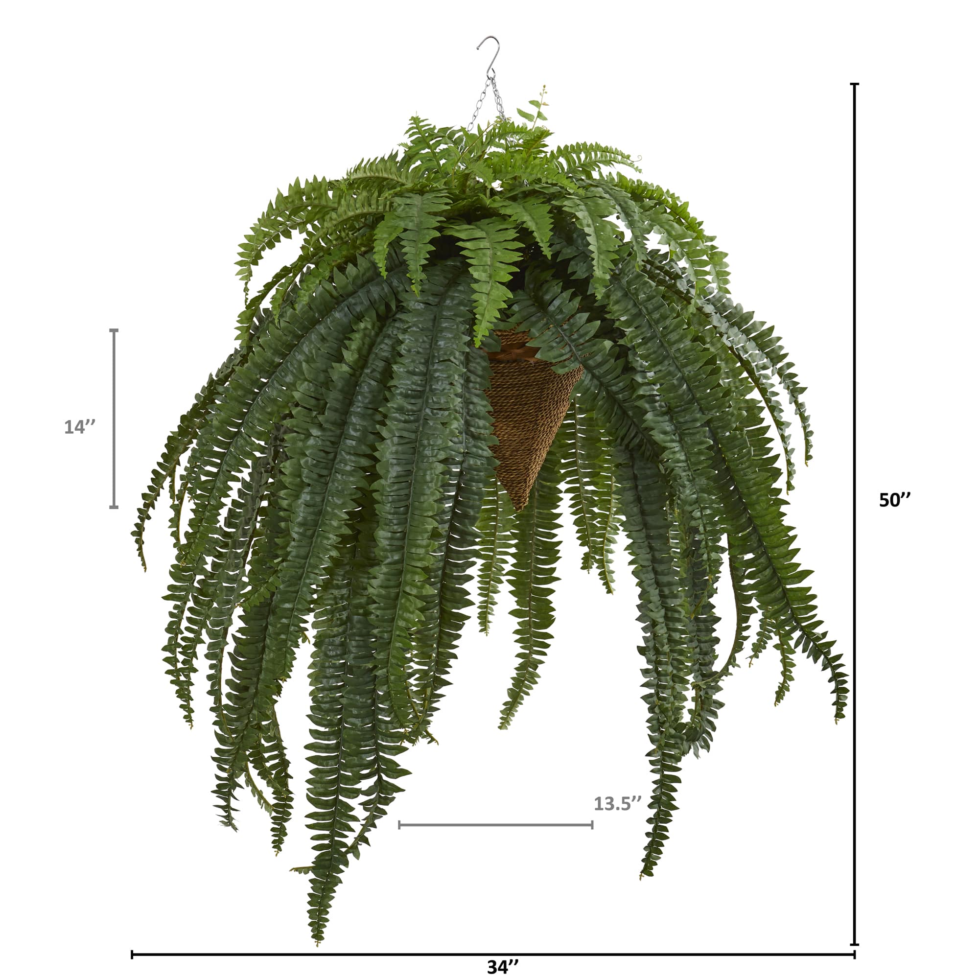 50” Giant Boston Fern in Hanging Cone Basket
