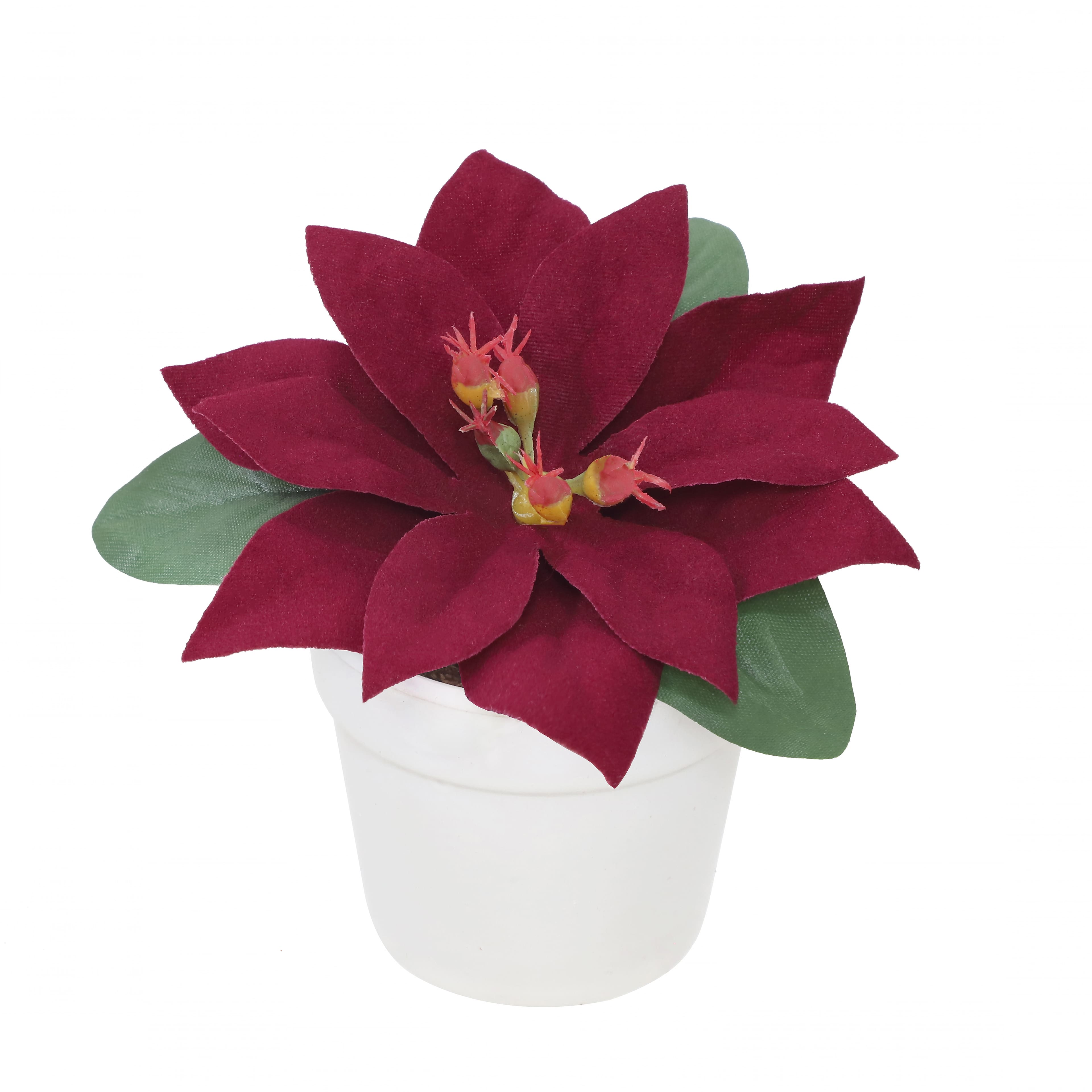 2.5&#x22; Premade Wine Velvet Poinsettia in White Terracotta Pot by Ashland&#xAE;
