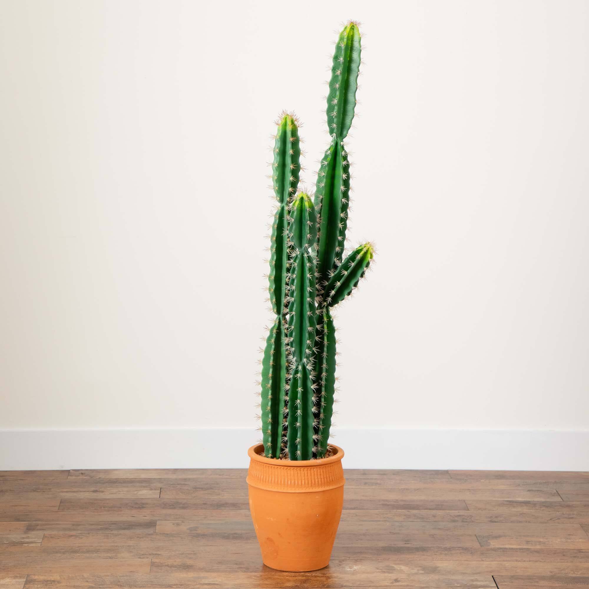 5ft. Cactus in Terracotta Planter
