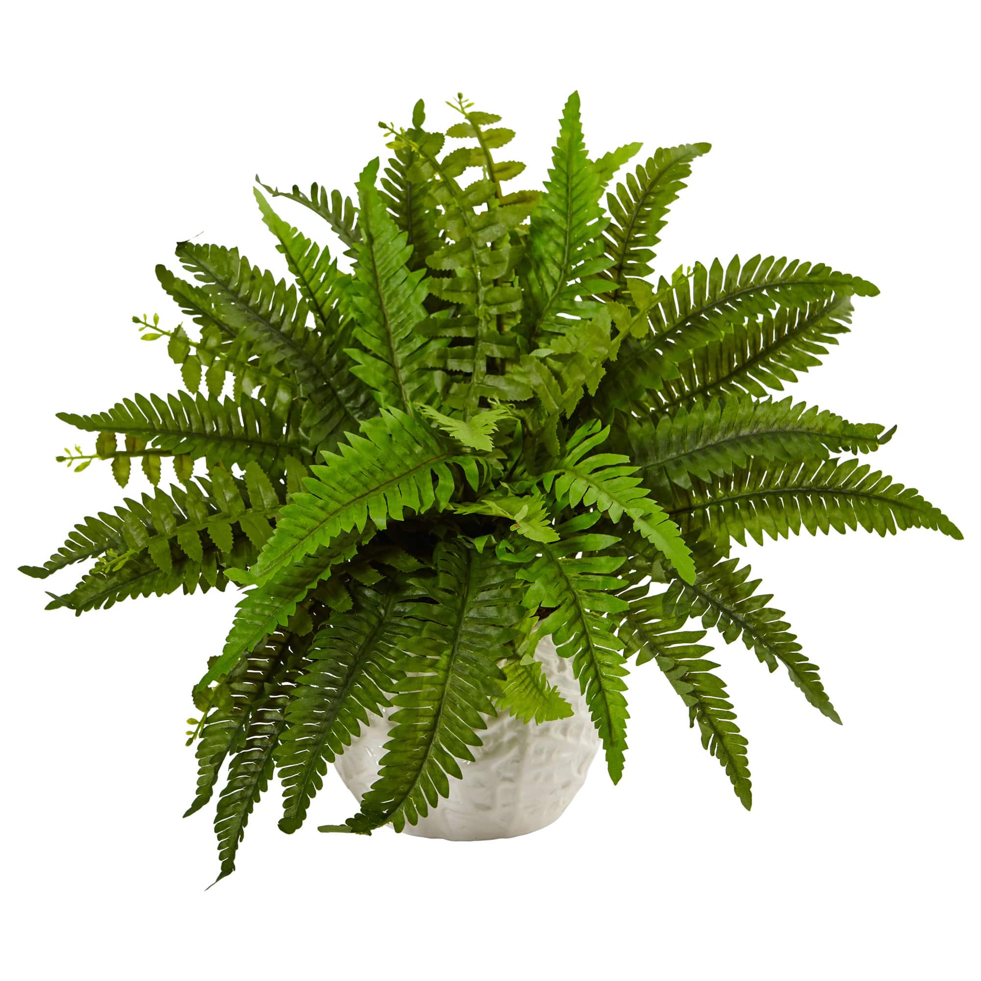 14&#x22; Boston Fern In White Planter