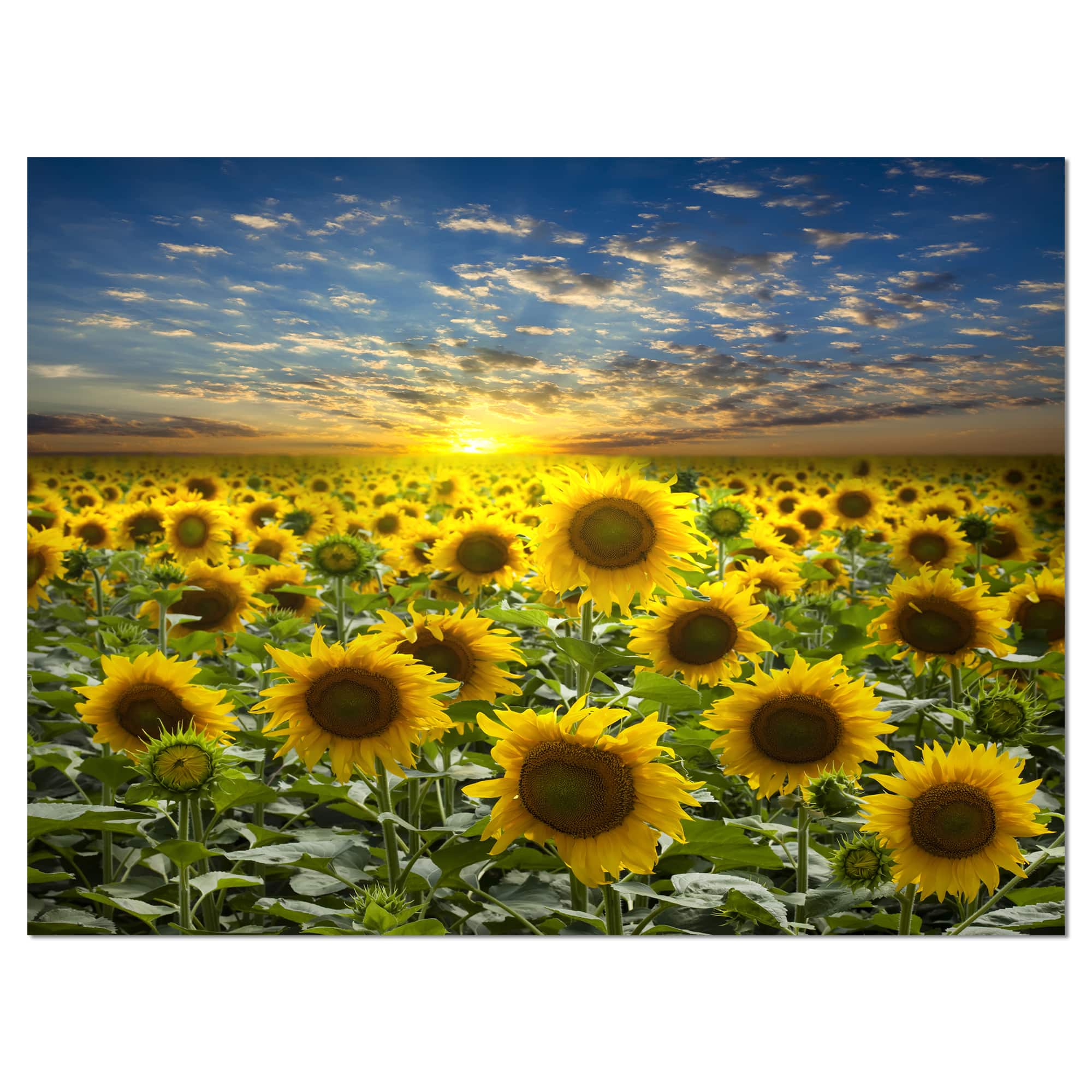 Designart - Field of Blooming Sunflowers - Large Flower Canvas Wall Art