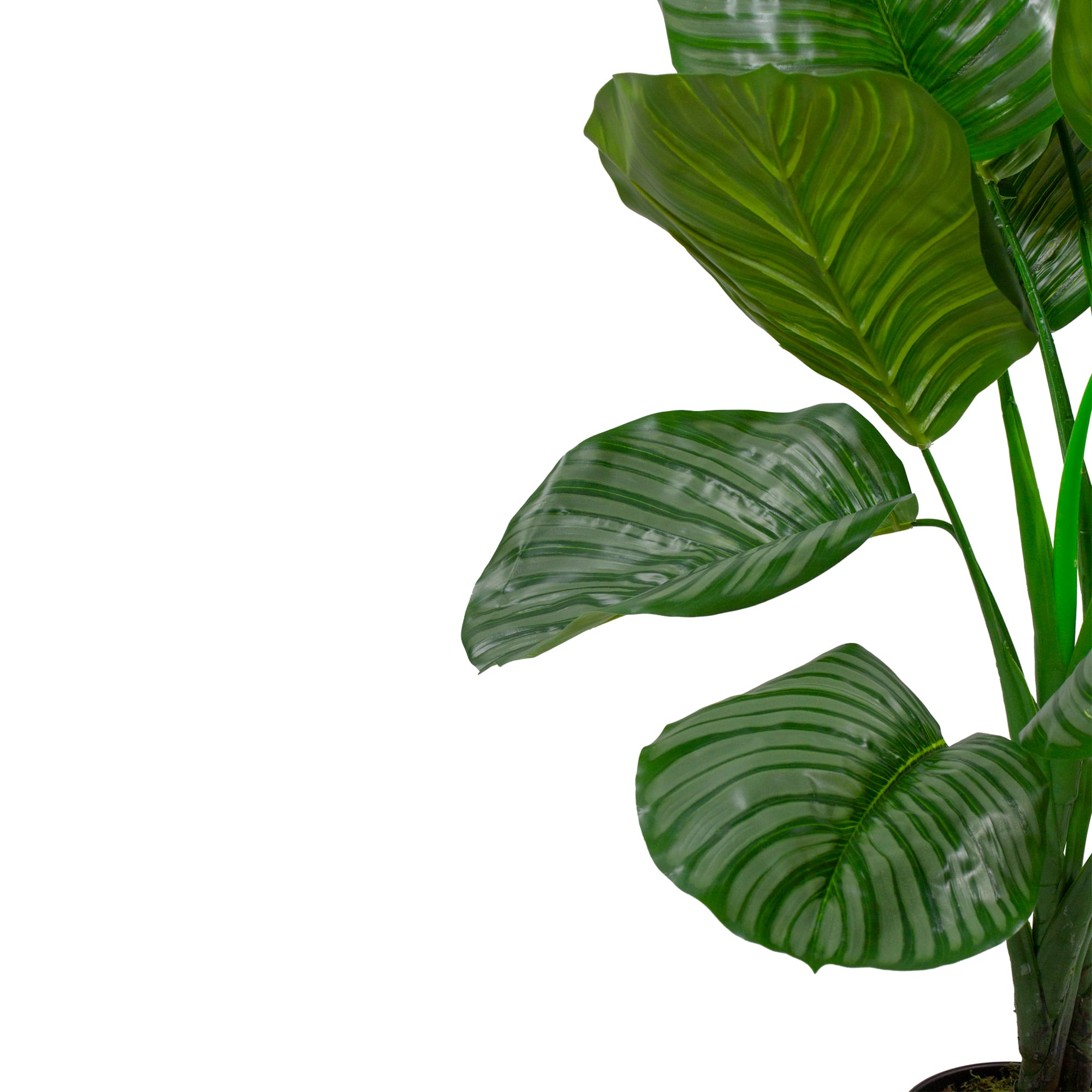4ft. Potted Two Tone Green Calathea Floor Plant