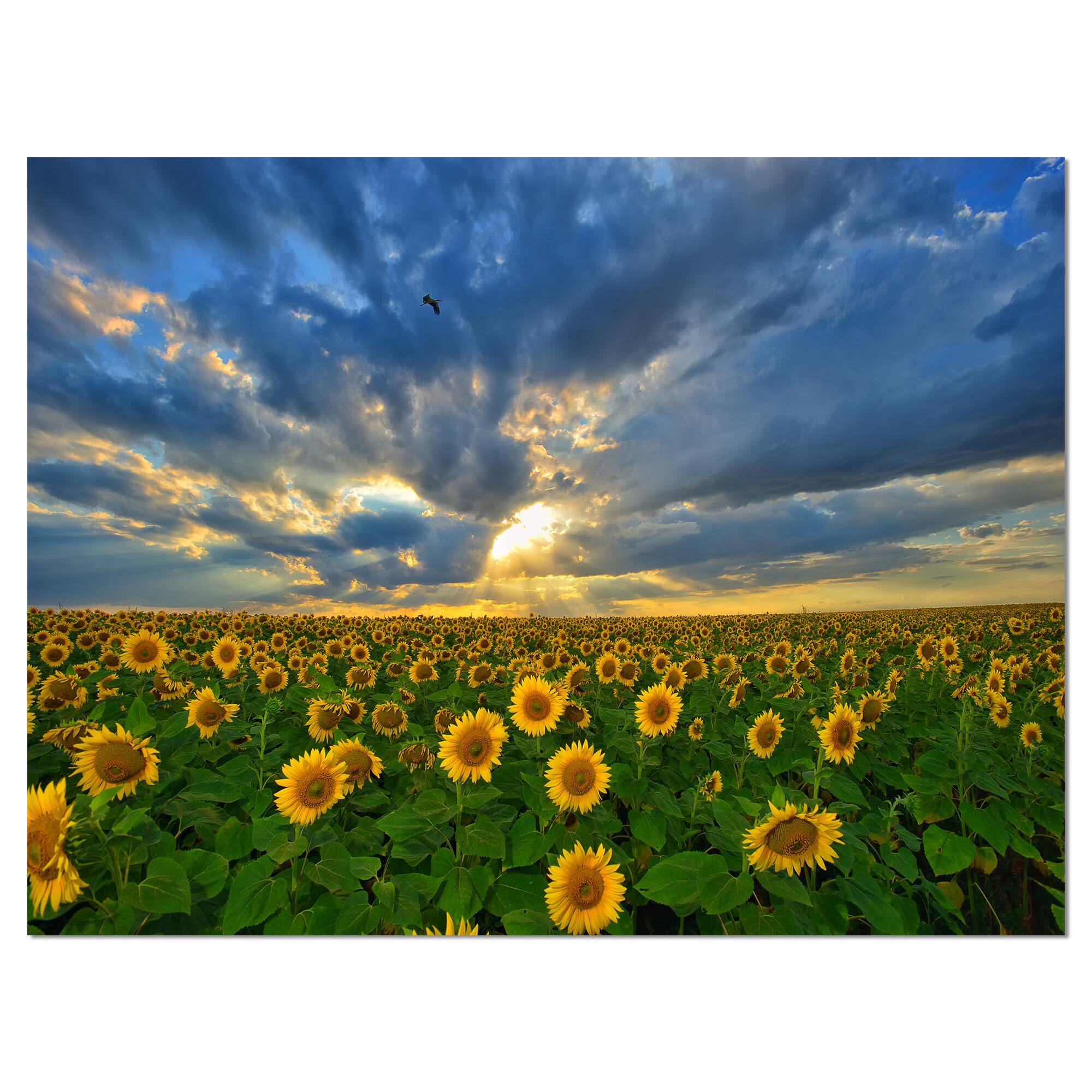 Designart - Beauty Sunset over Sunflowers - Landscape Canvas Art Print