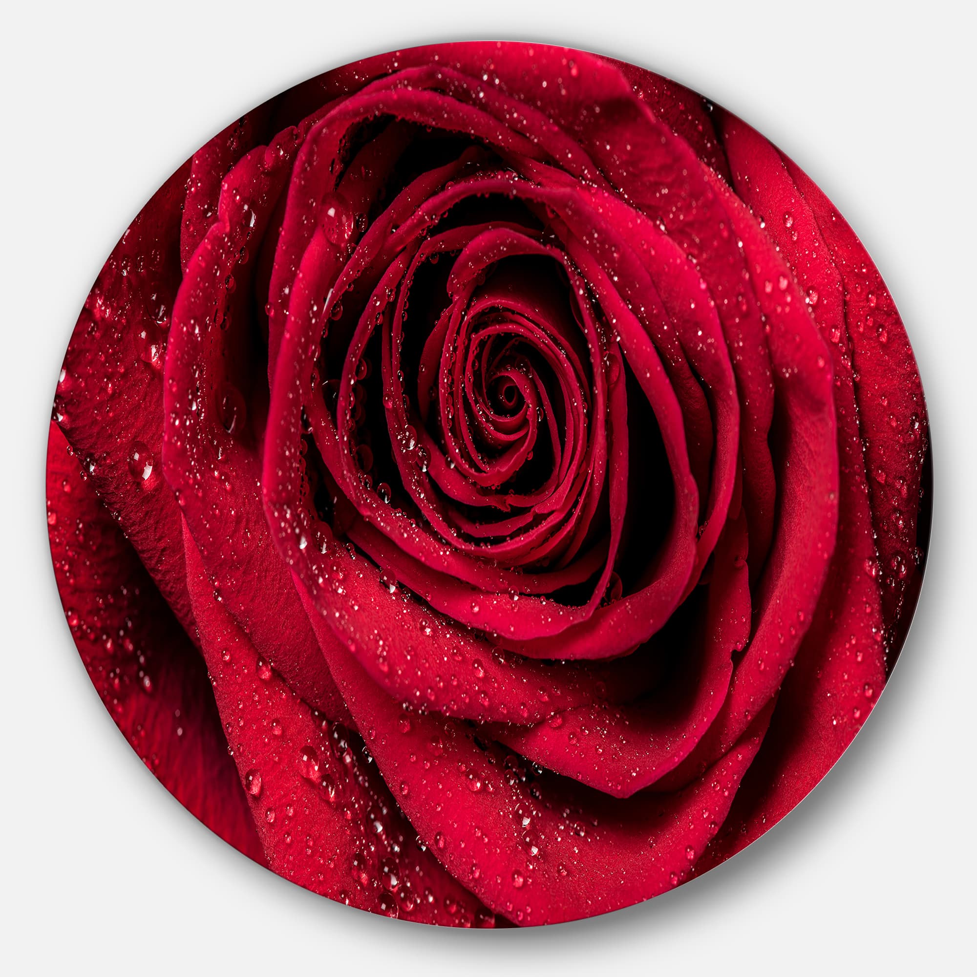 Designart - Red Rose Petals with Rain Droplets' Ultra Glossy Floral Metal Circle Wall Art