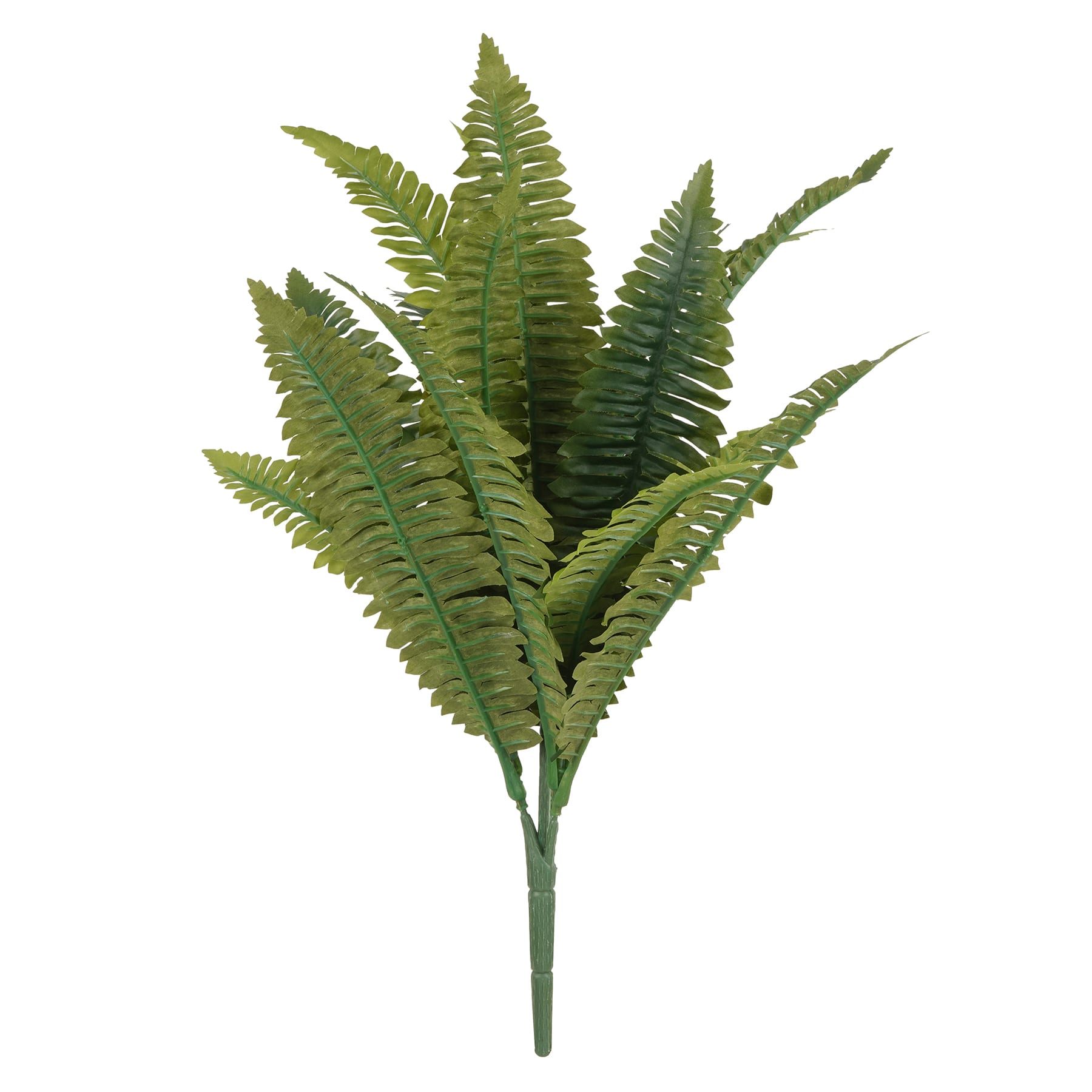 Boston Fern Bush Fern Collection by Ashland