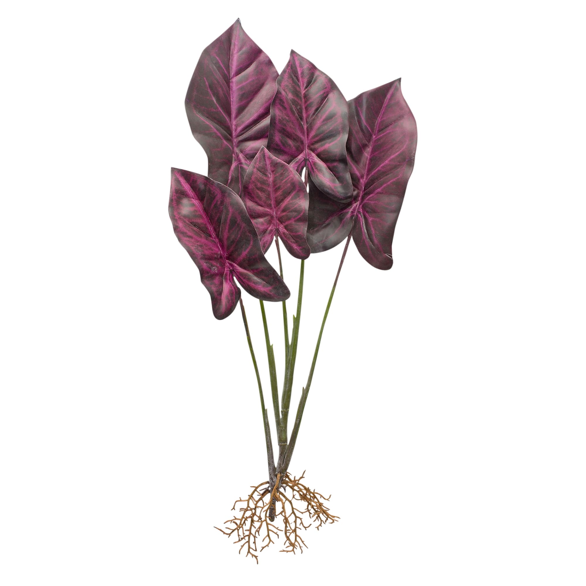 Red Caladium Plant with Root Set